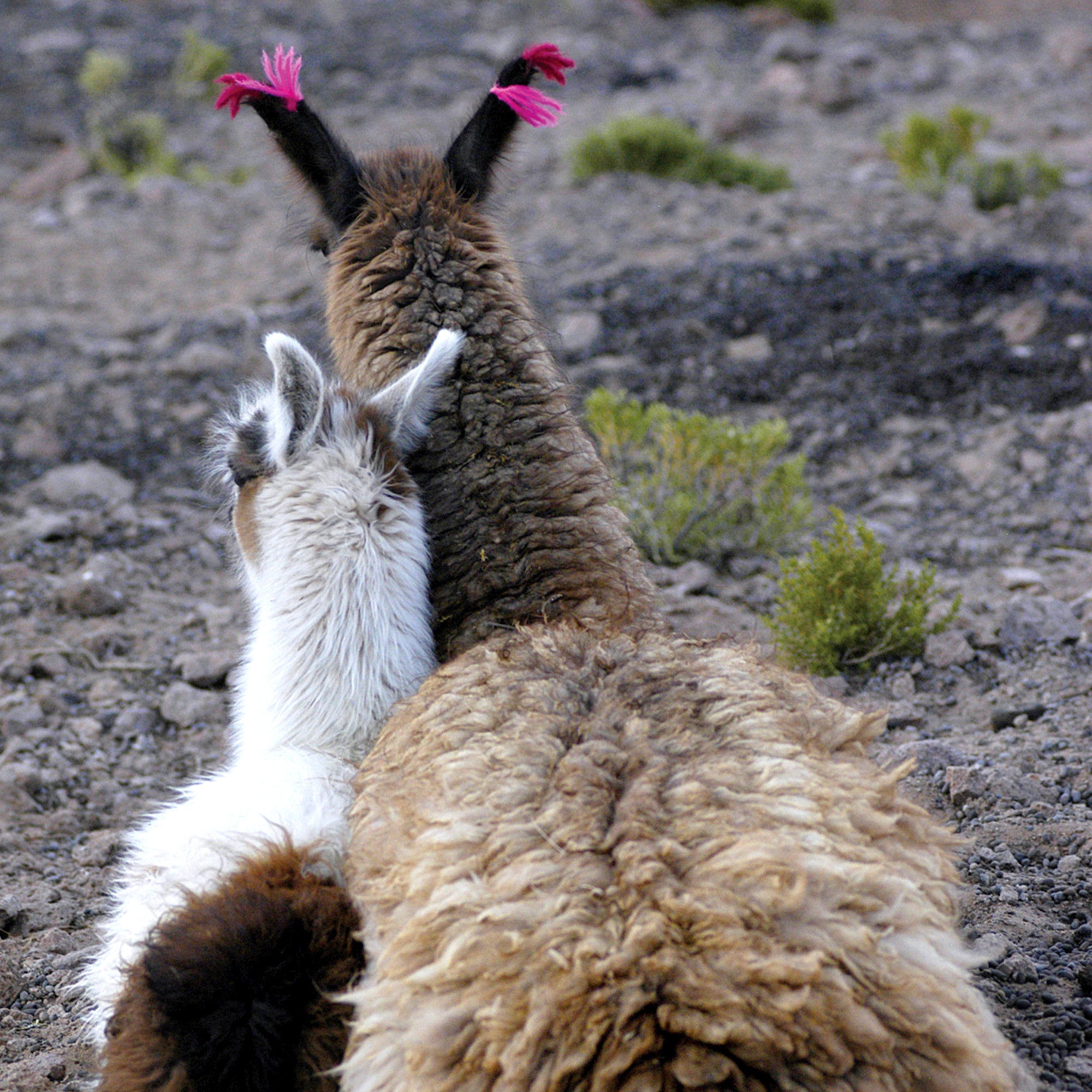 Two llamas cuddle close together; one has brown fur with pink ribbons on its ears, and the other has white and brown fur.