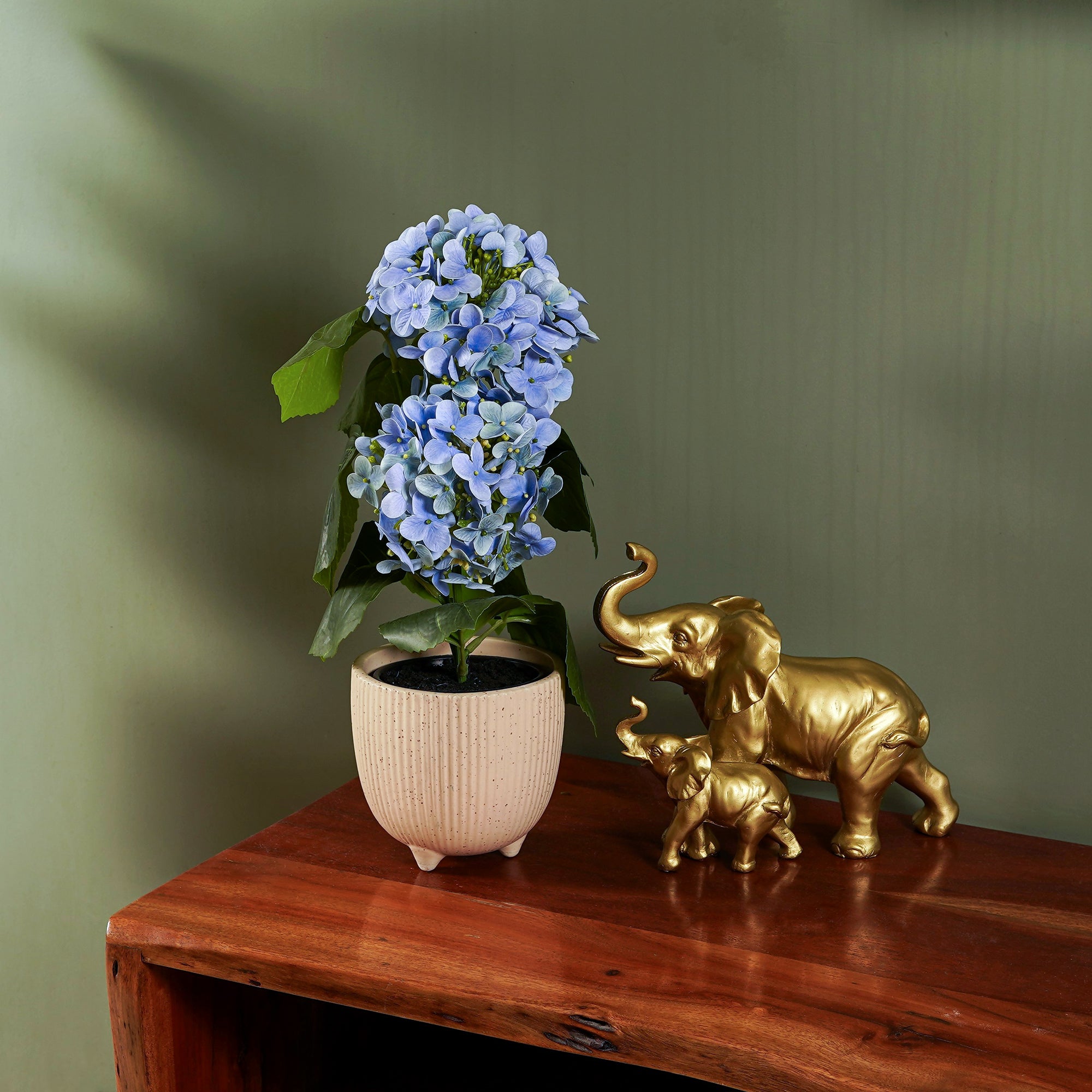 EverBloom Hydrangea Plant