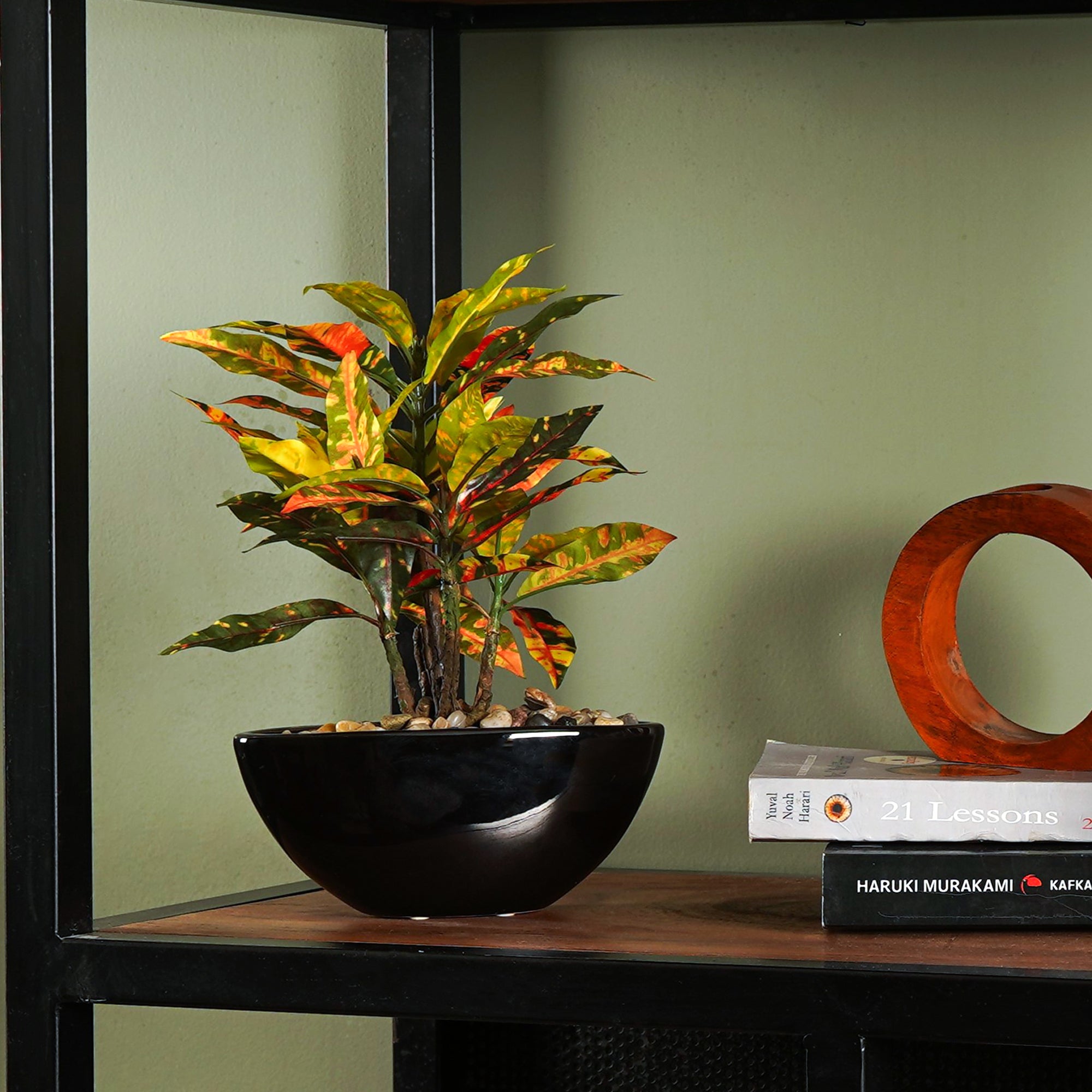 Tropi Garden Croton