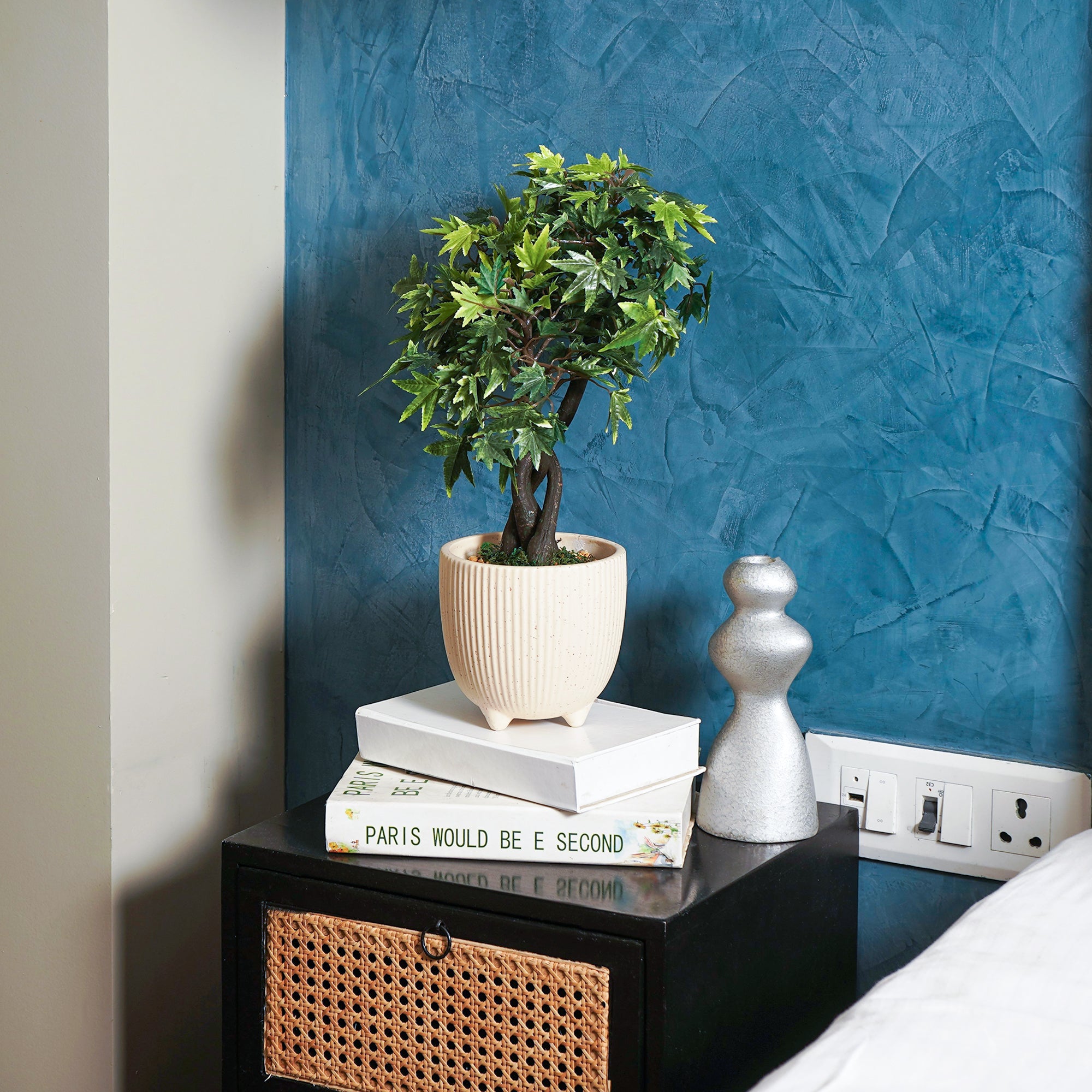 Maple Bonsai Plant
