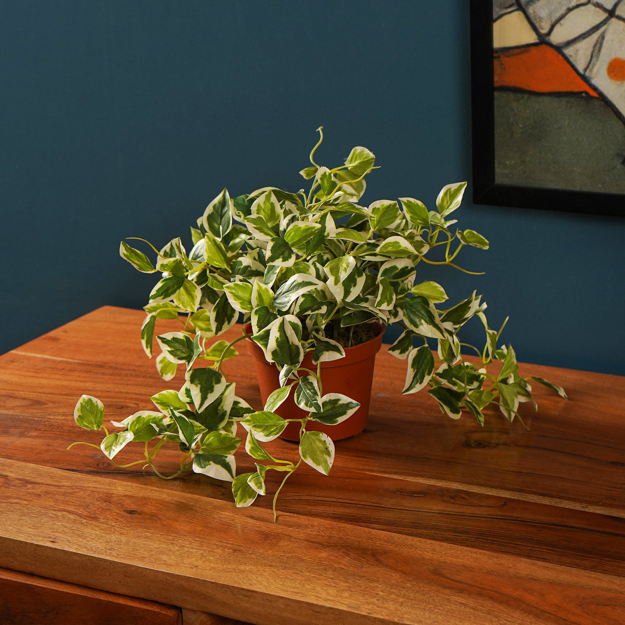 EverPothos plant
