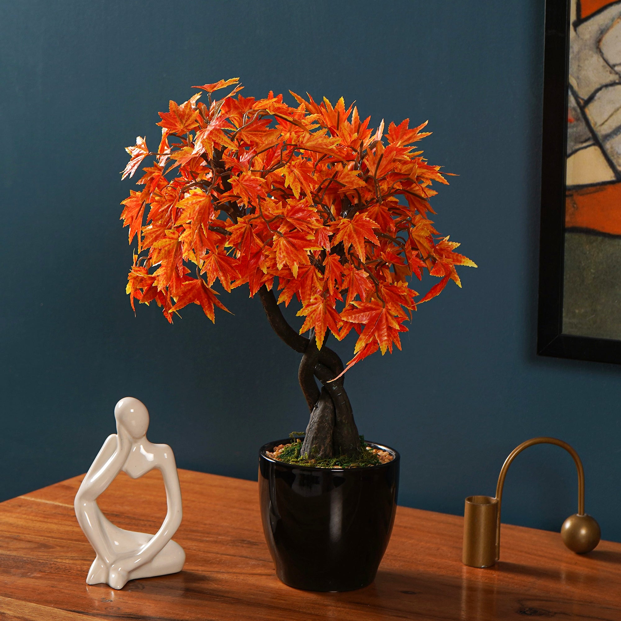 Maple Bonsai Plant