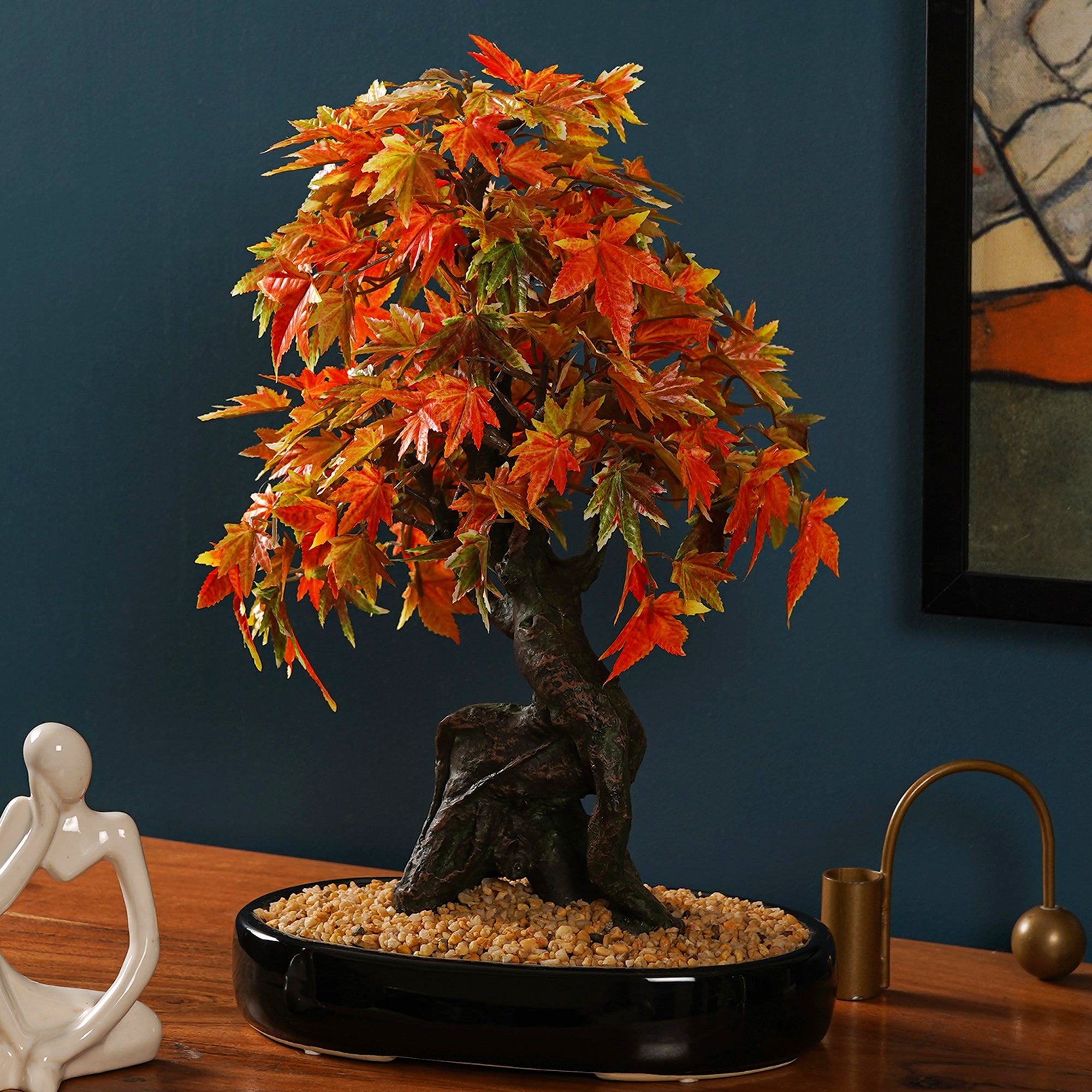 Japanese Maple Bonsai Plant