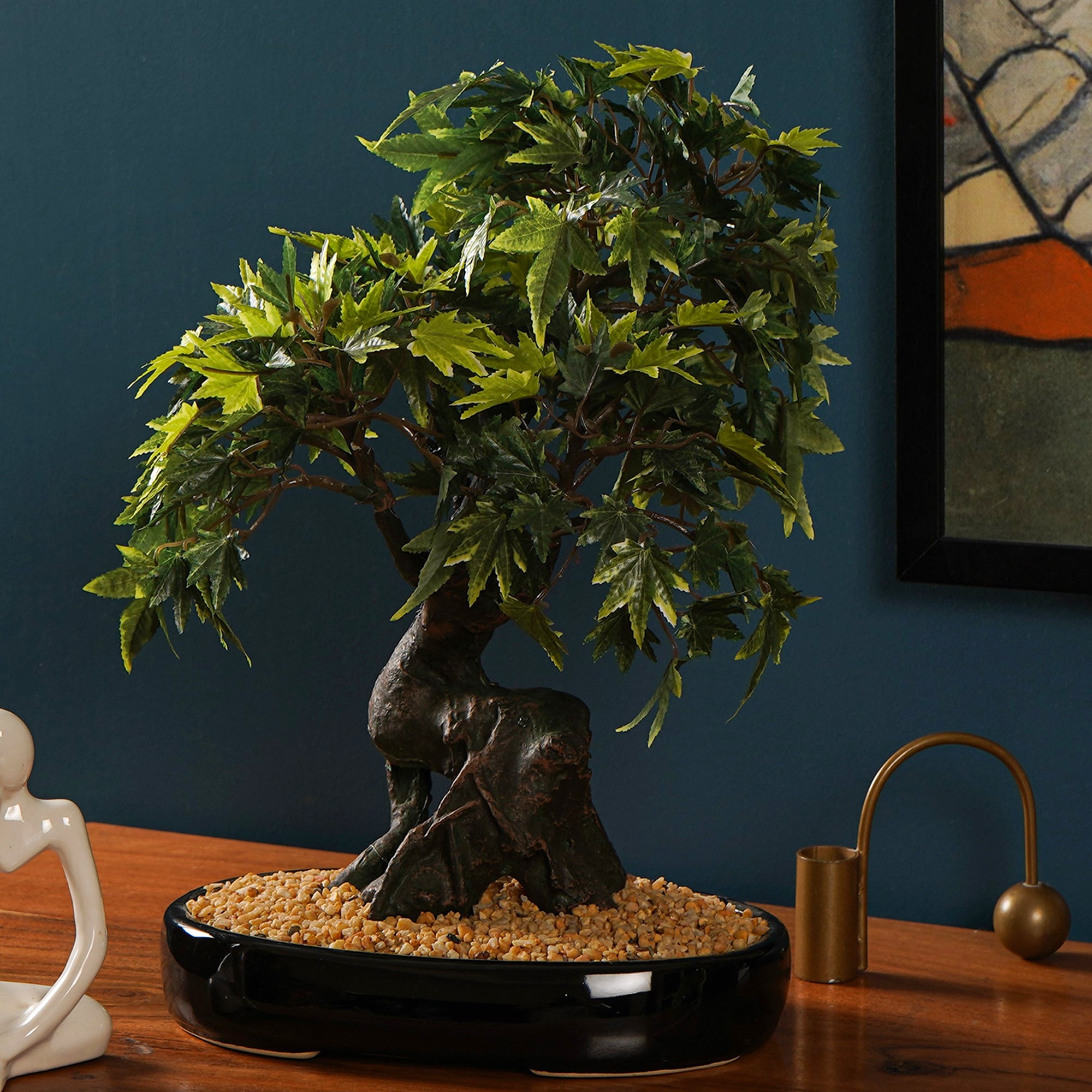 Japanese Maple Bonsai Plant