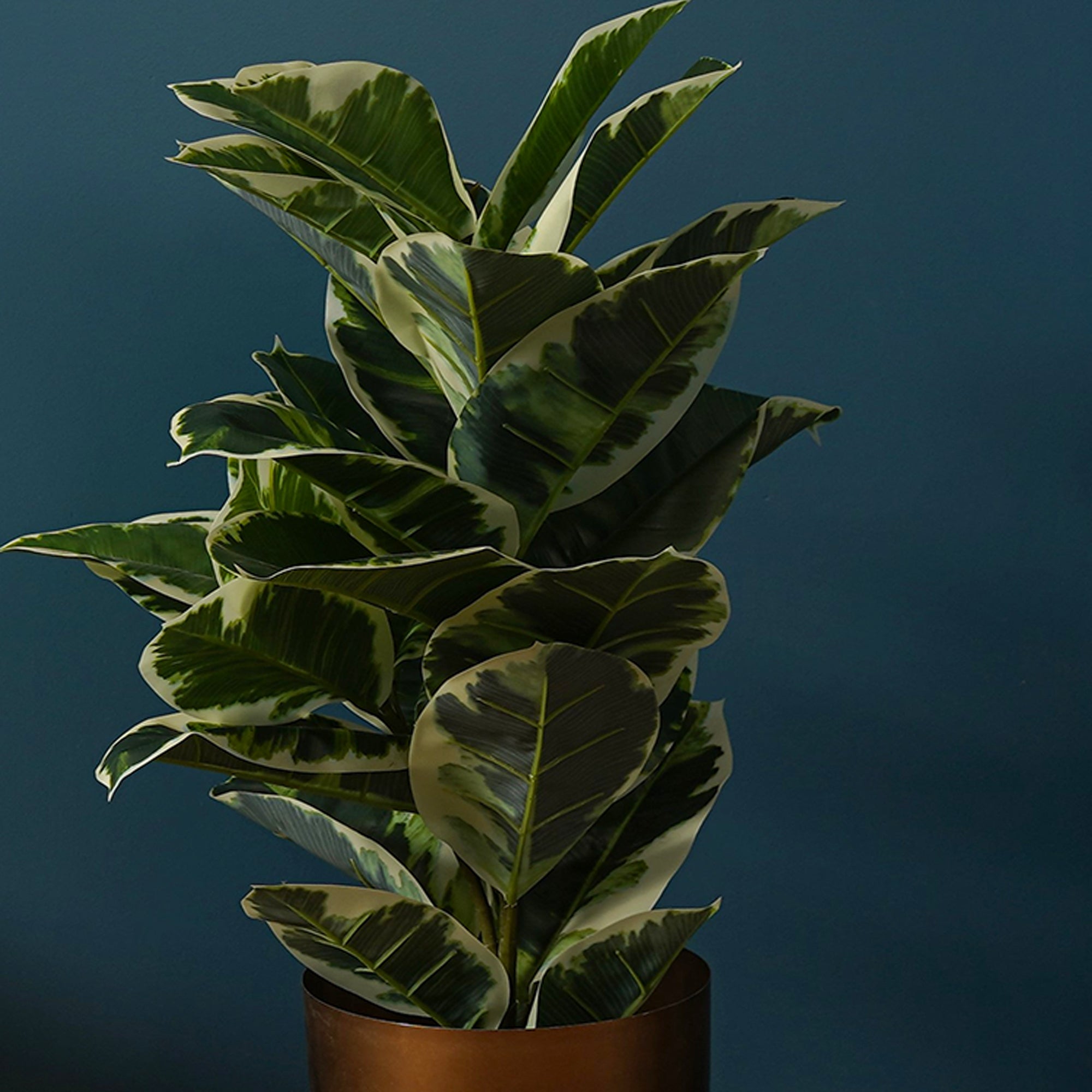 Verdora Rubber plant