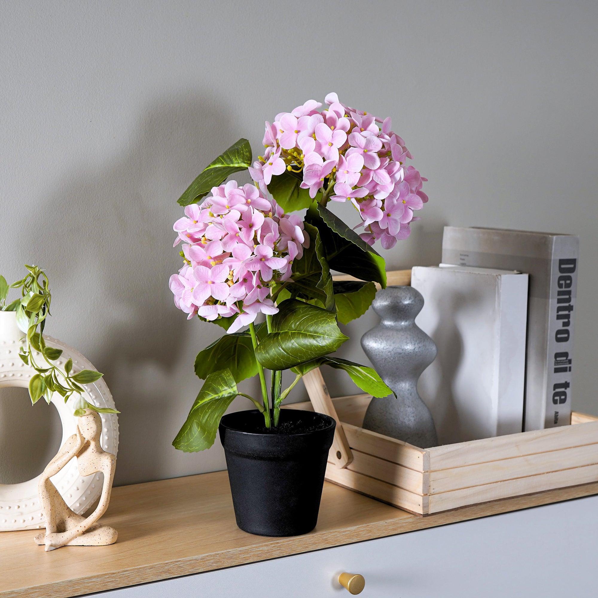 EverBloom Hydrangea Plant