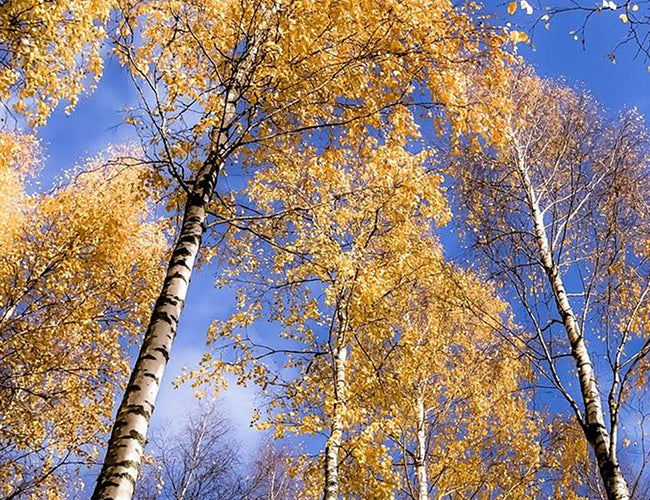 Tall birch trees with yellow leaves against a blue sky.