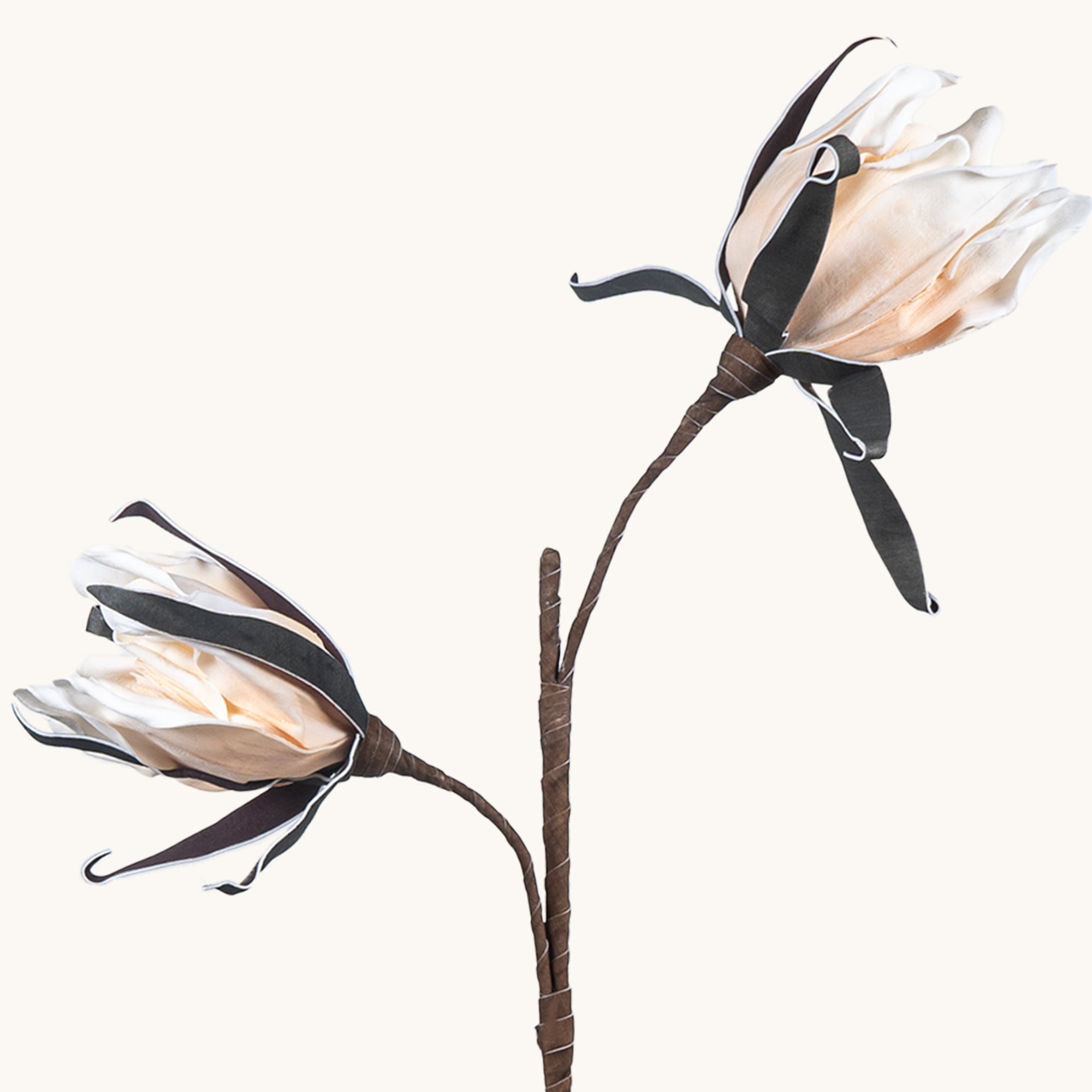Amaryllis Whisper - The Artment