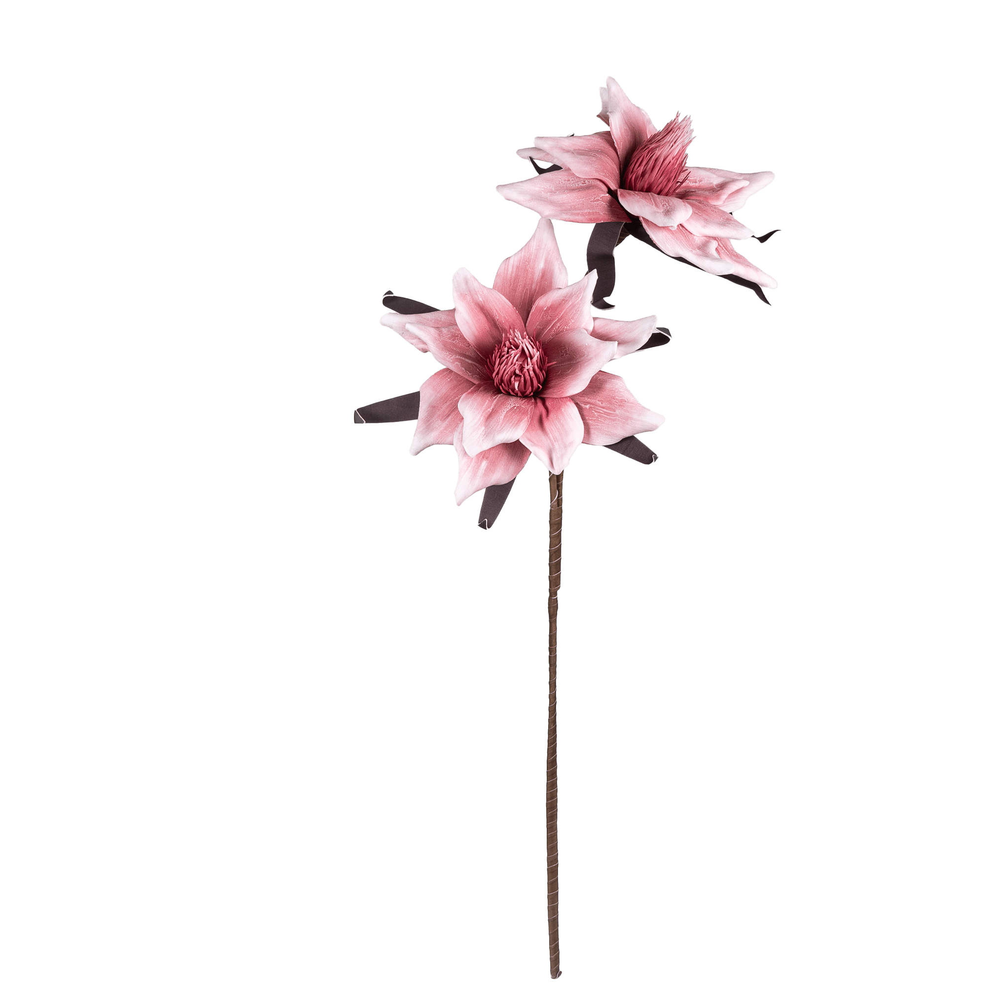 Amaryllis Whisper - The Artment