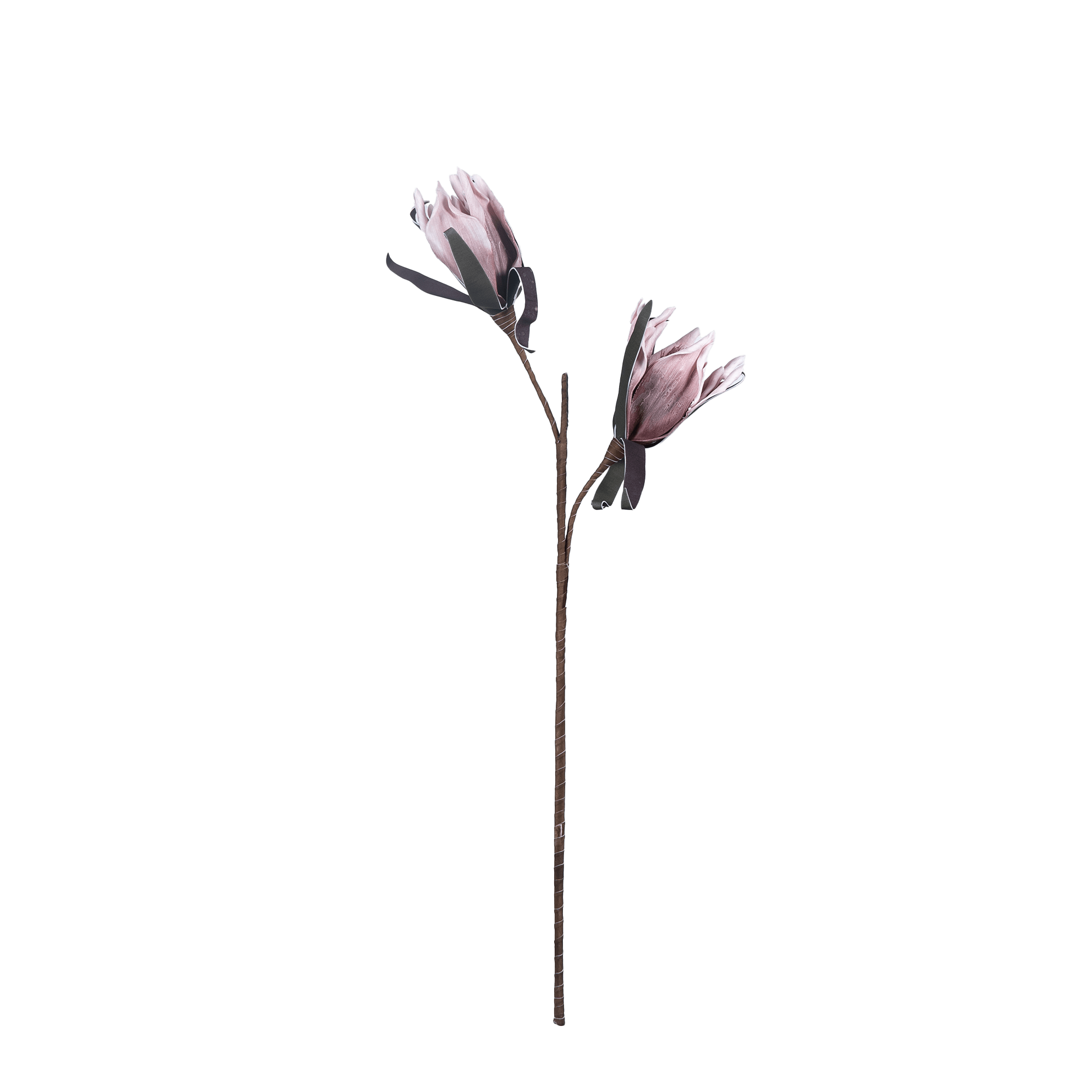 Amaryllis Whisper - The Artment