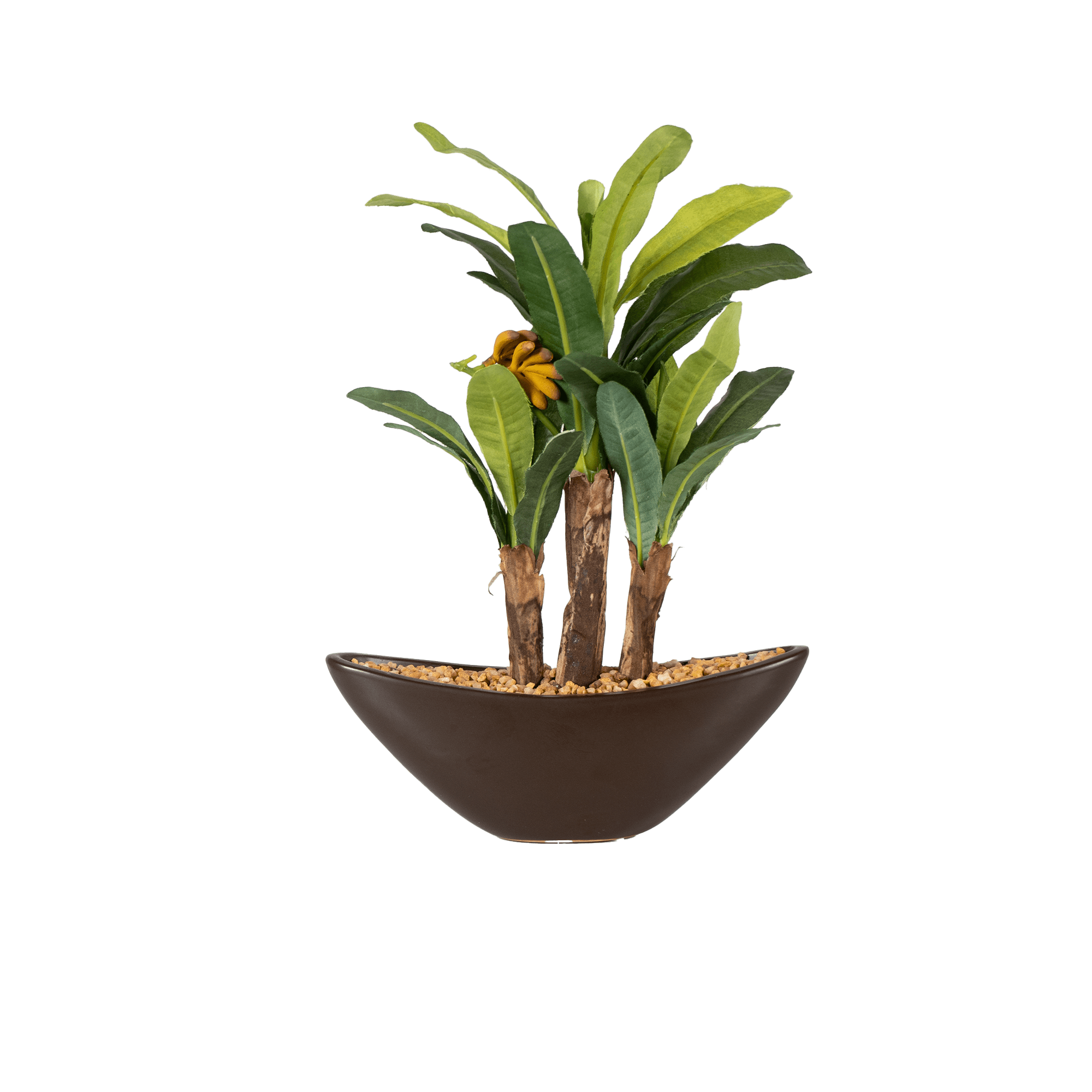 Banana Bonsai - The Artment