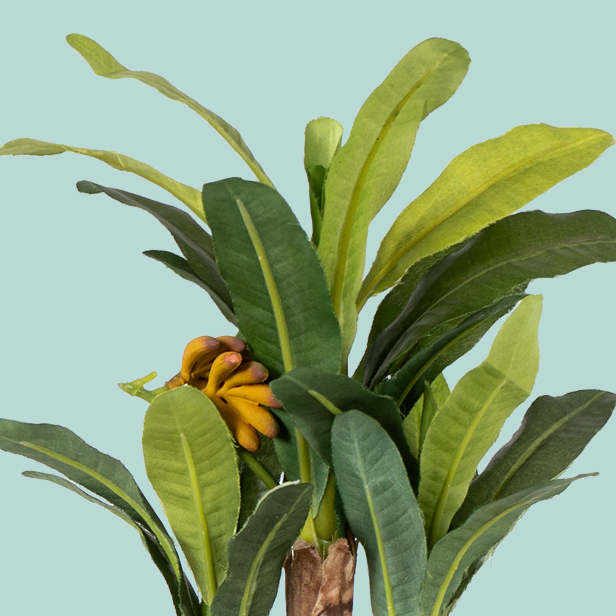 Banana Bonsai - The Artment