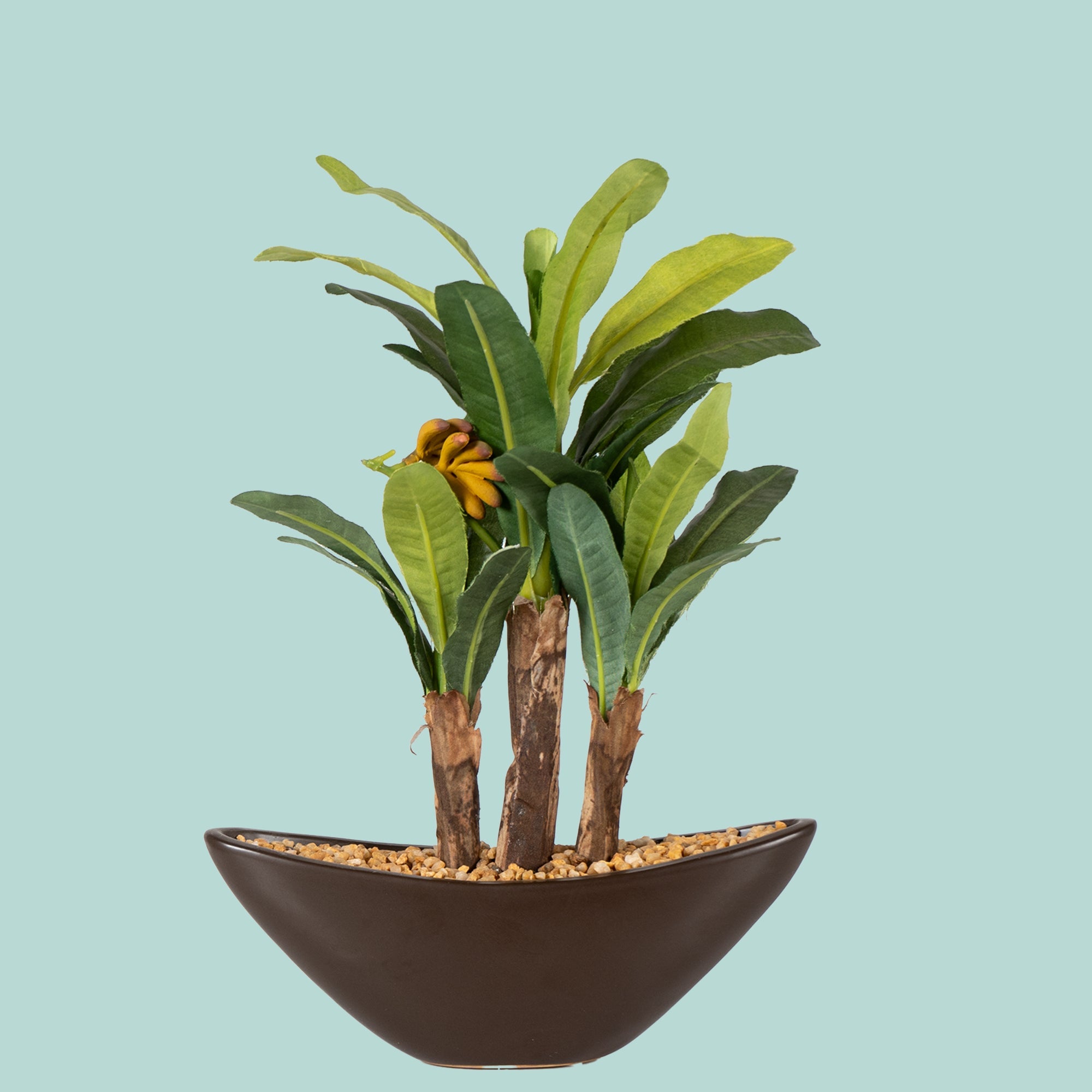 Banana Bonsai - The Artment