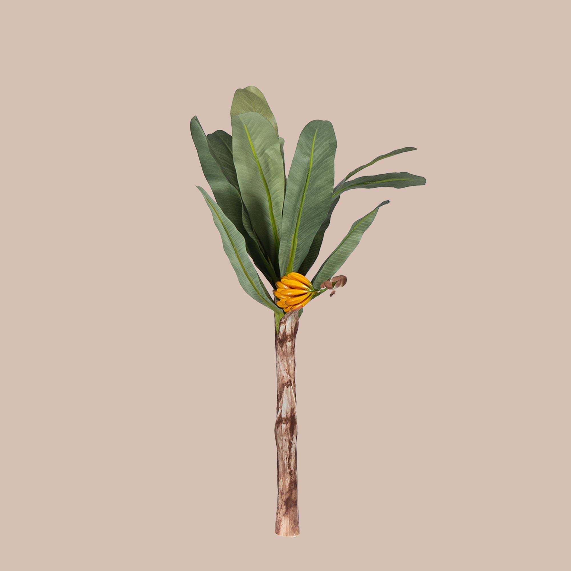 Banana Palm Tree - The Artment