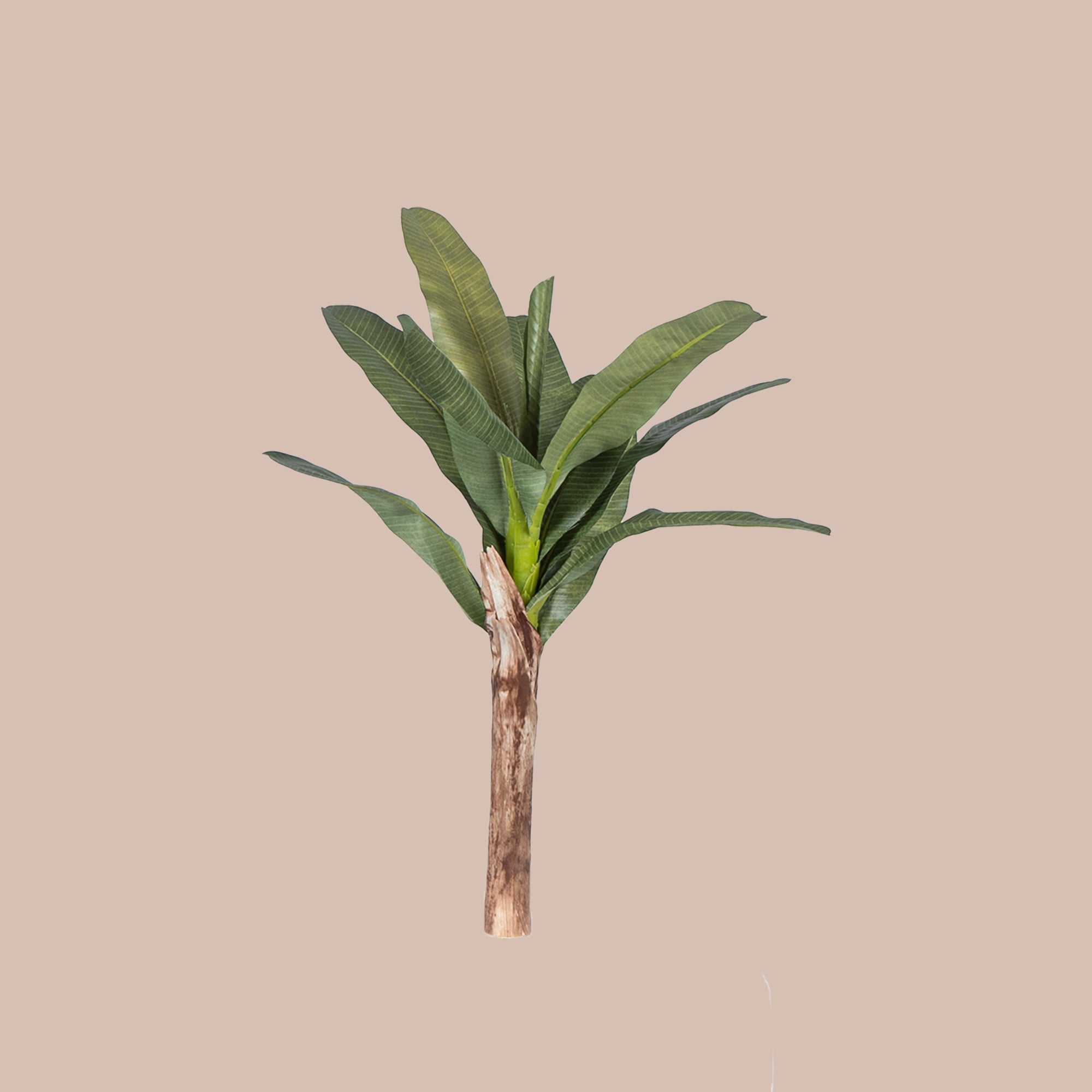 Banana Palm Tree - The Artment