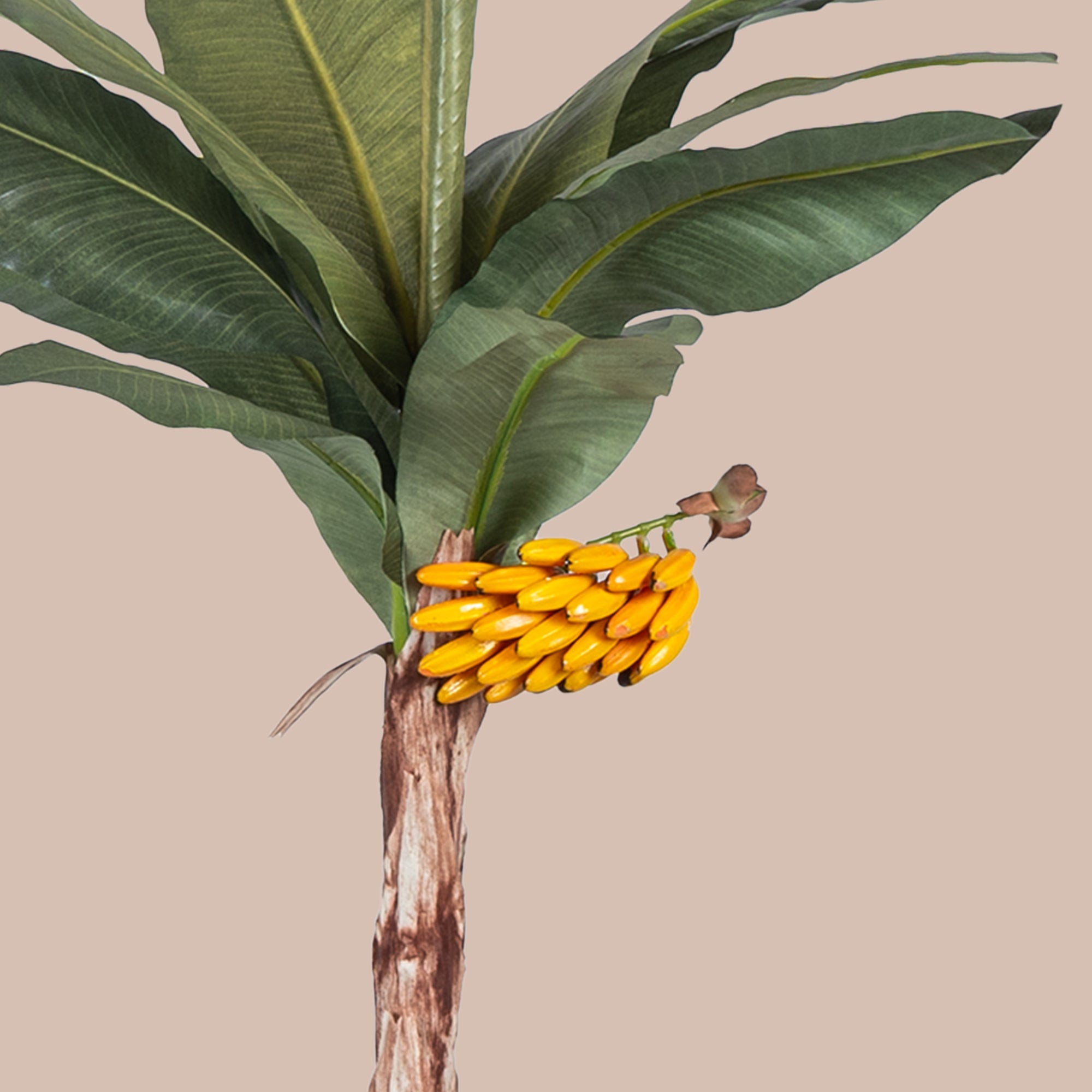 Banana Palm Tree - The Artment