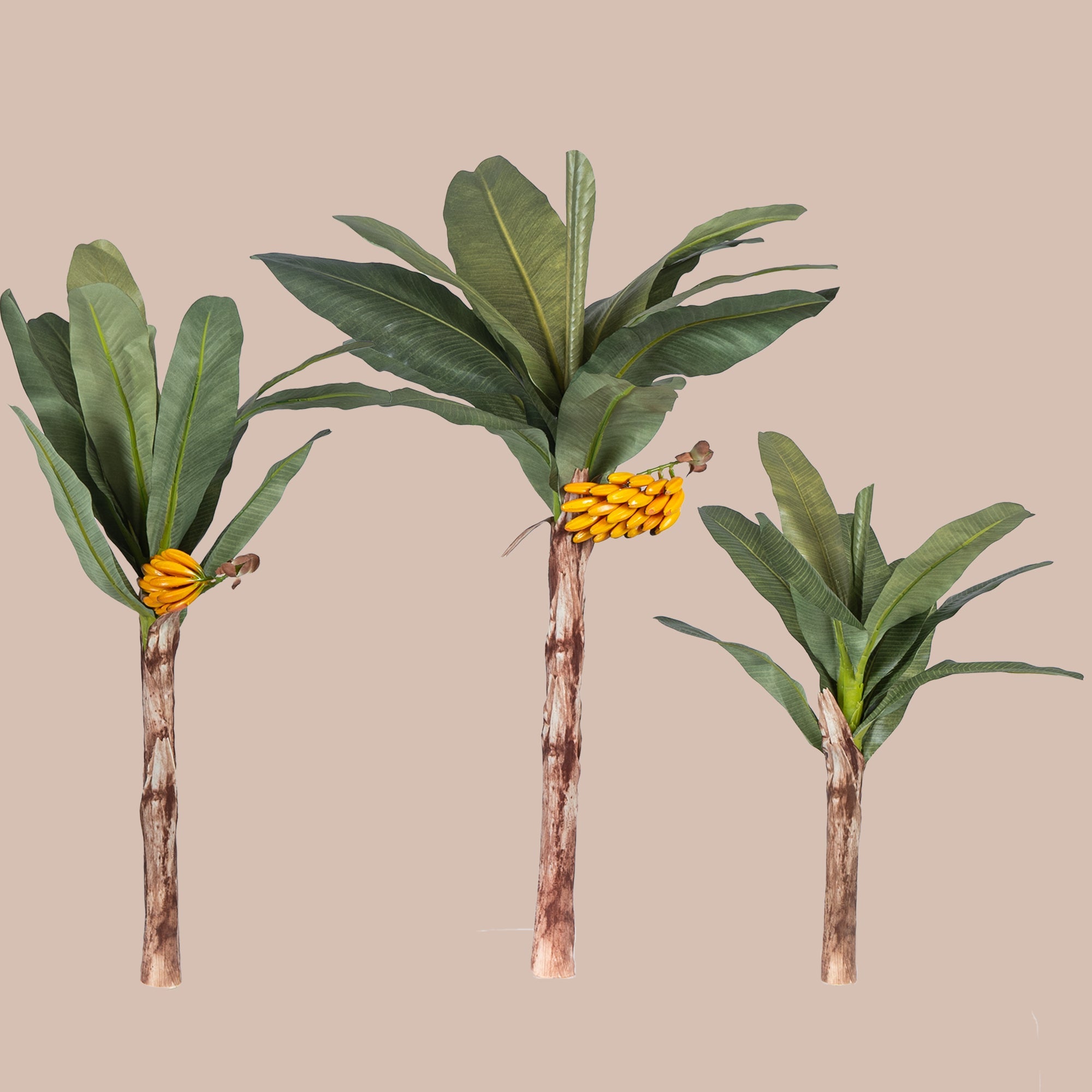 Banana Palm Tree - The Artment
