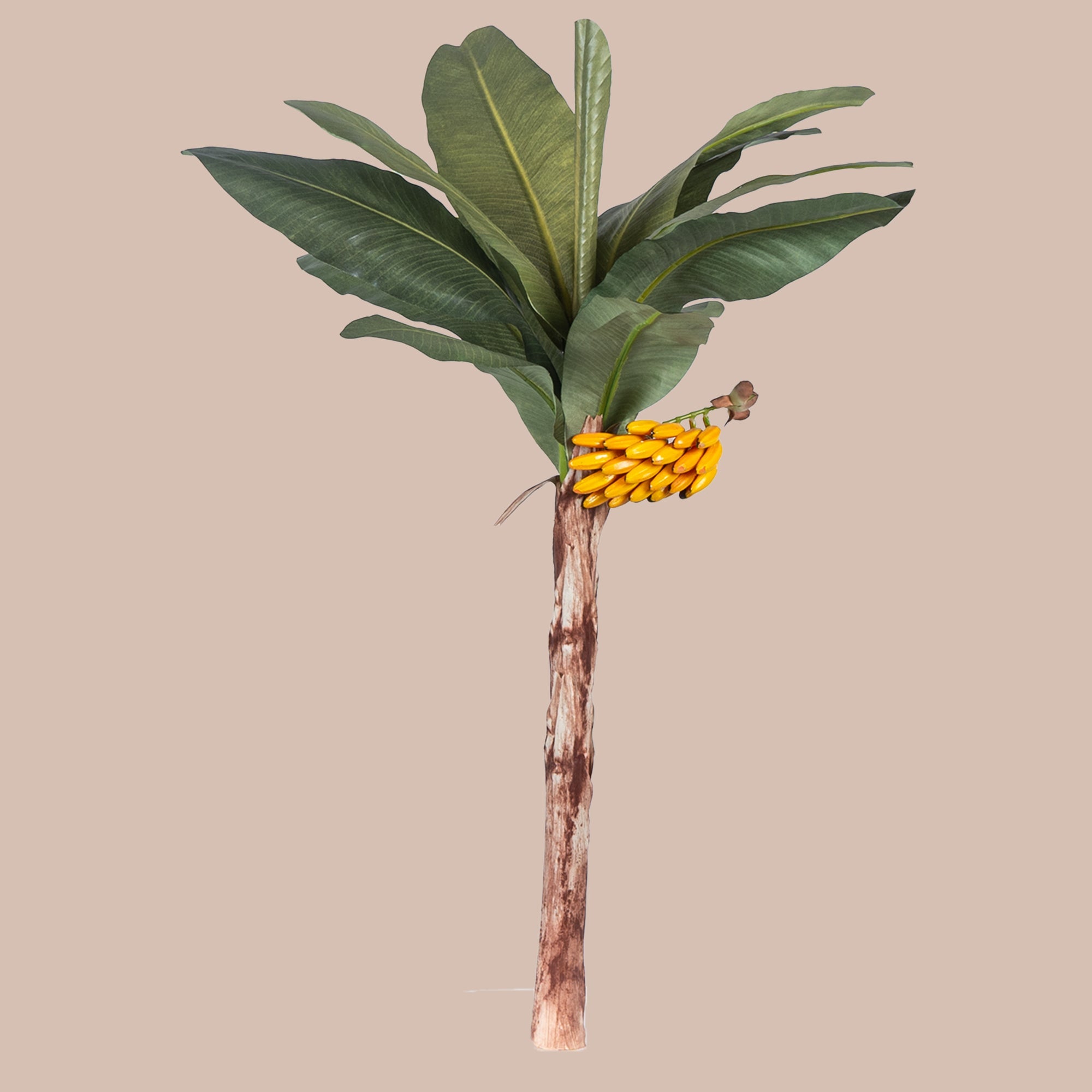 Banana Palm Tree - The Artment