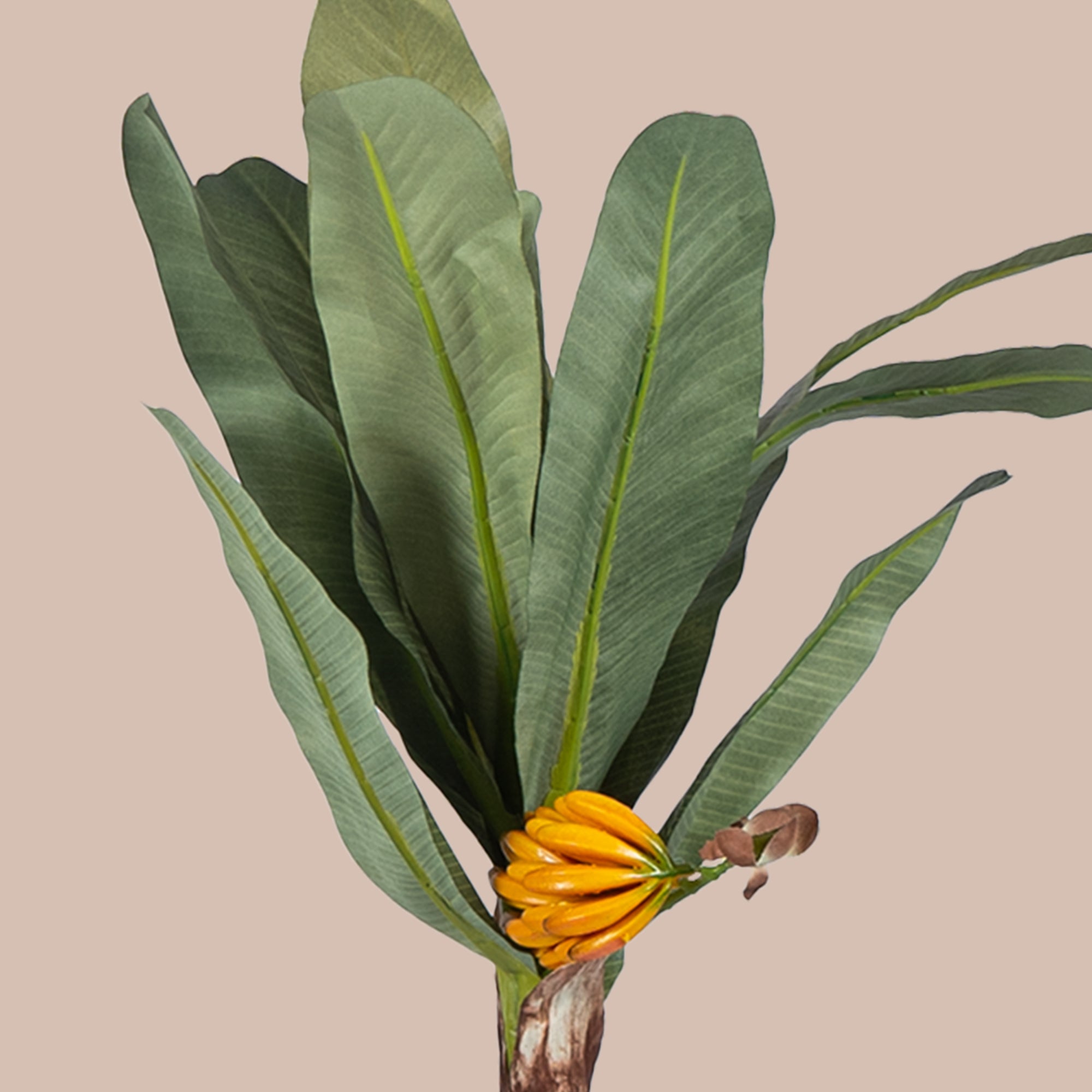 Banana Palm Tree - The Artment