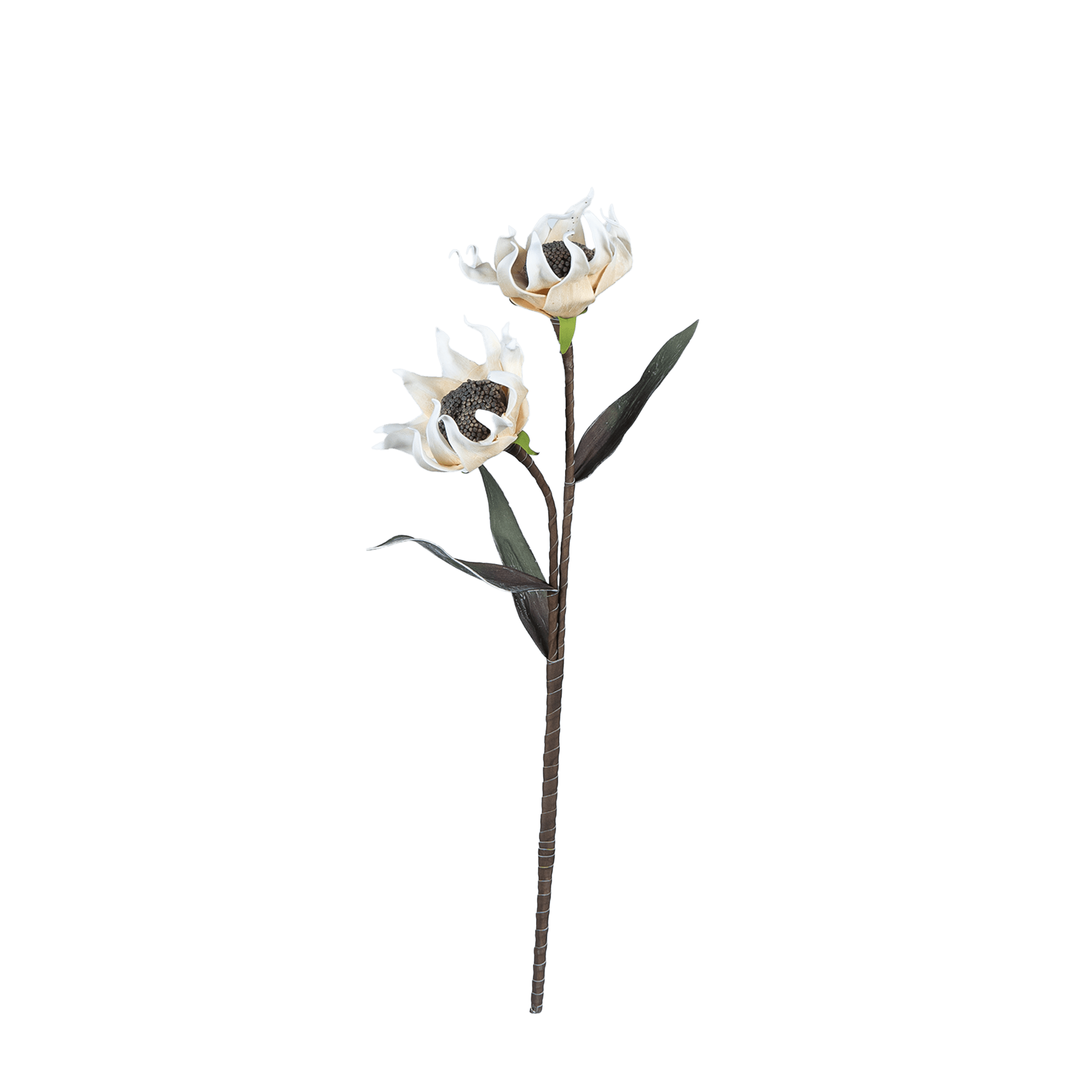 Dahlia Blossom - The Artment