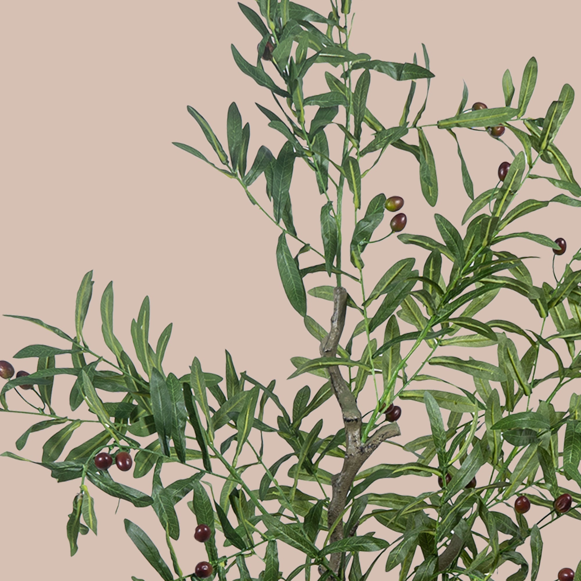 Ever Olive Tree - The Artment
