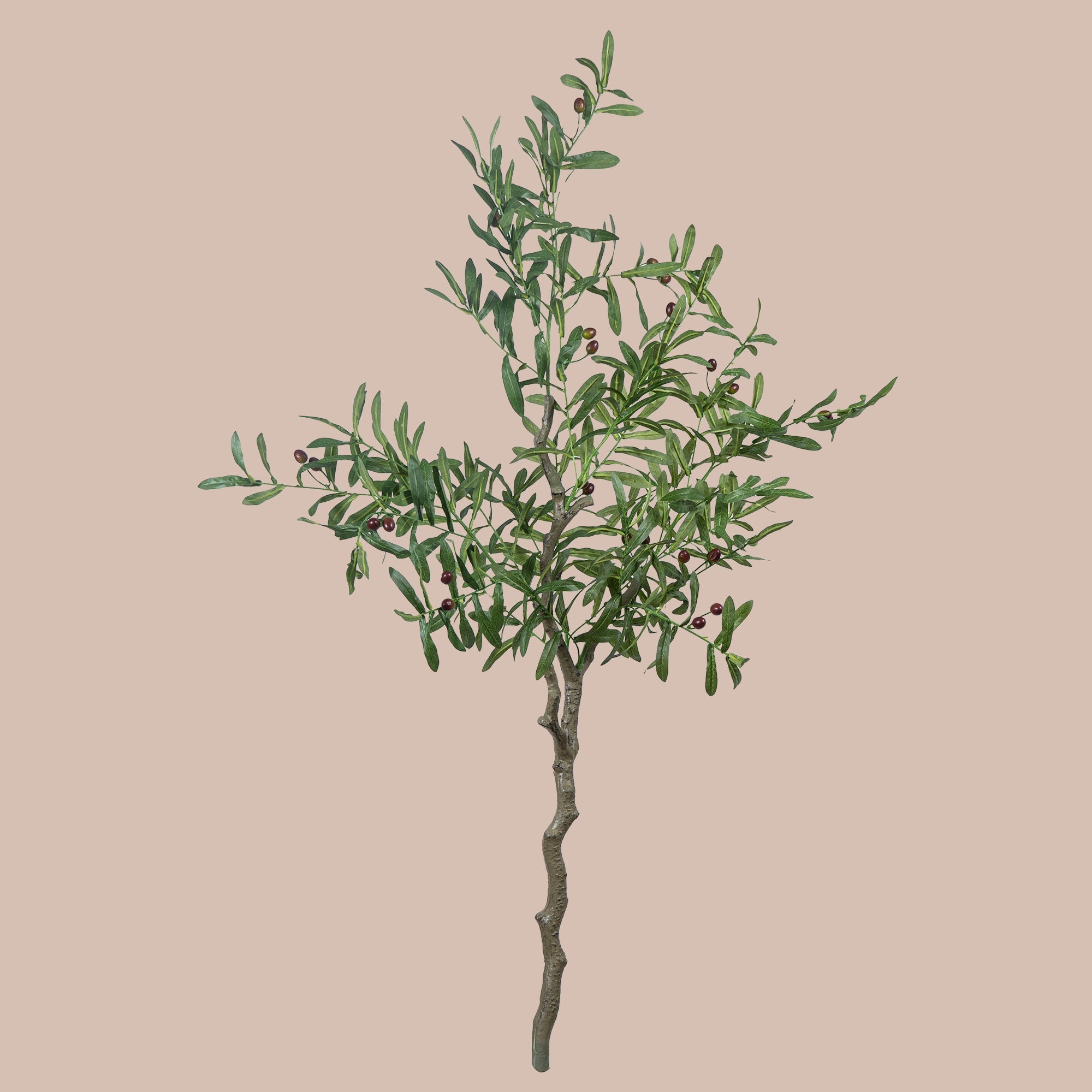 Ever Olive Tree - The Artment