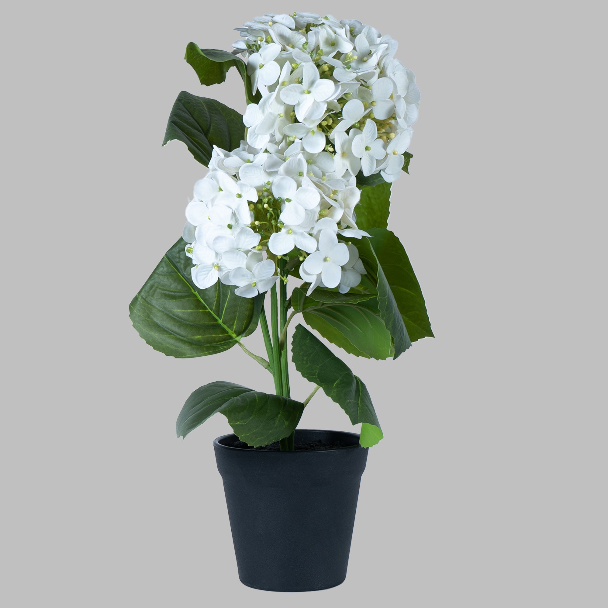 EverBloom Hydrangea Plant - The Artment