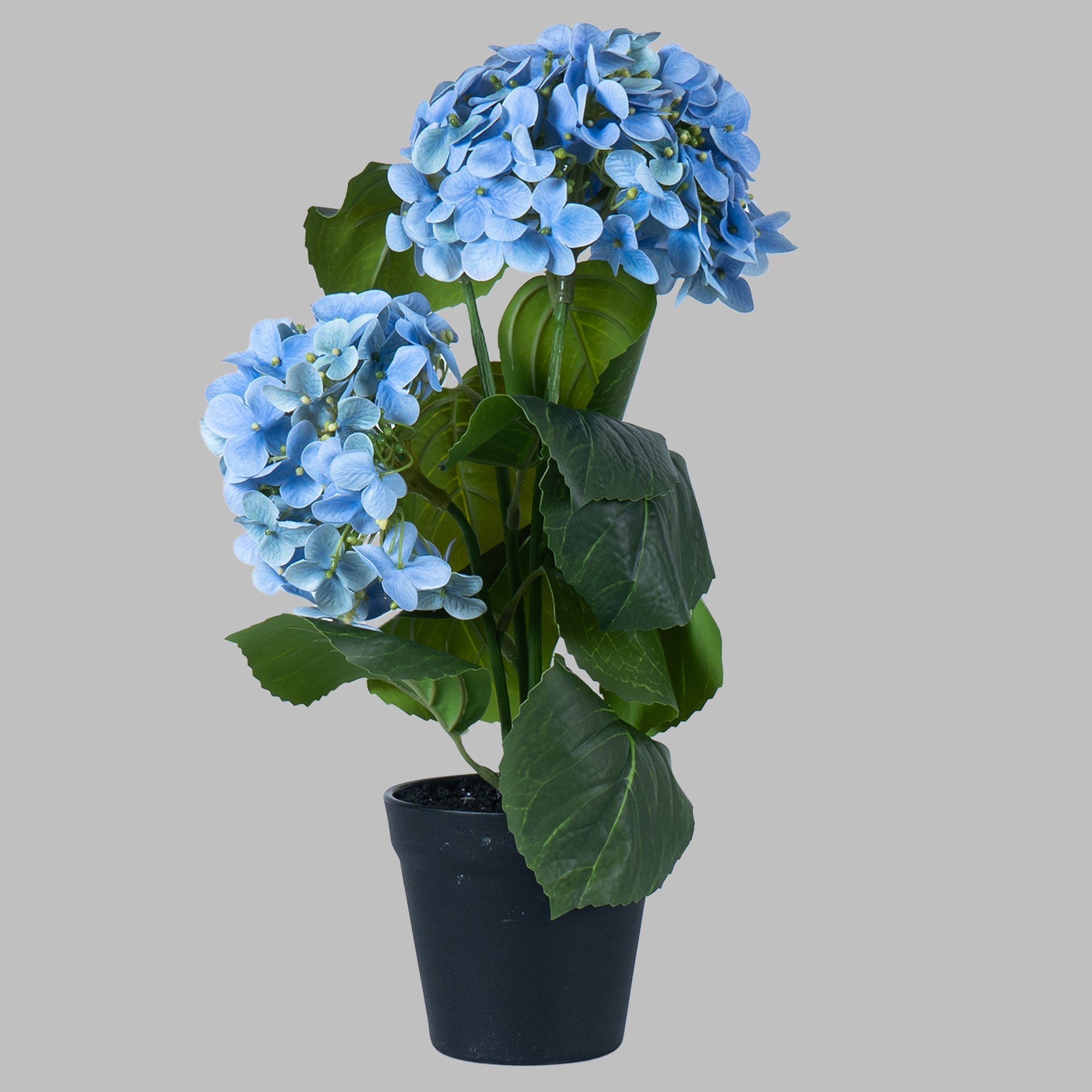 EverBloom Hydrangea Plant - The Artment