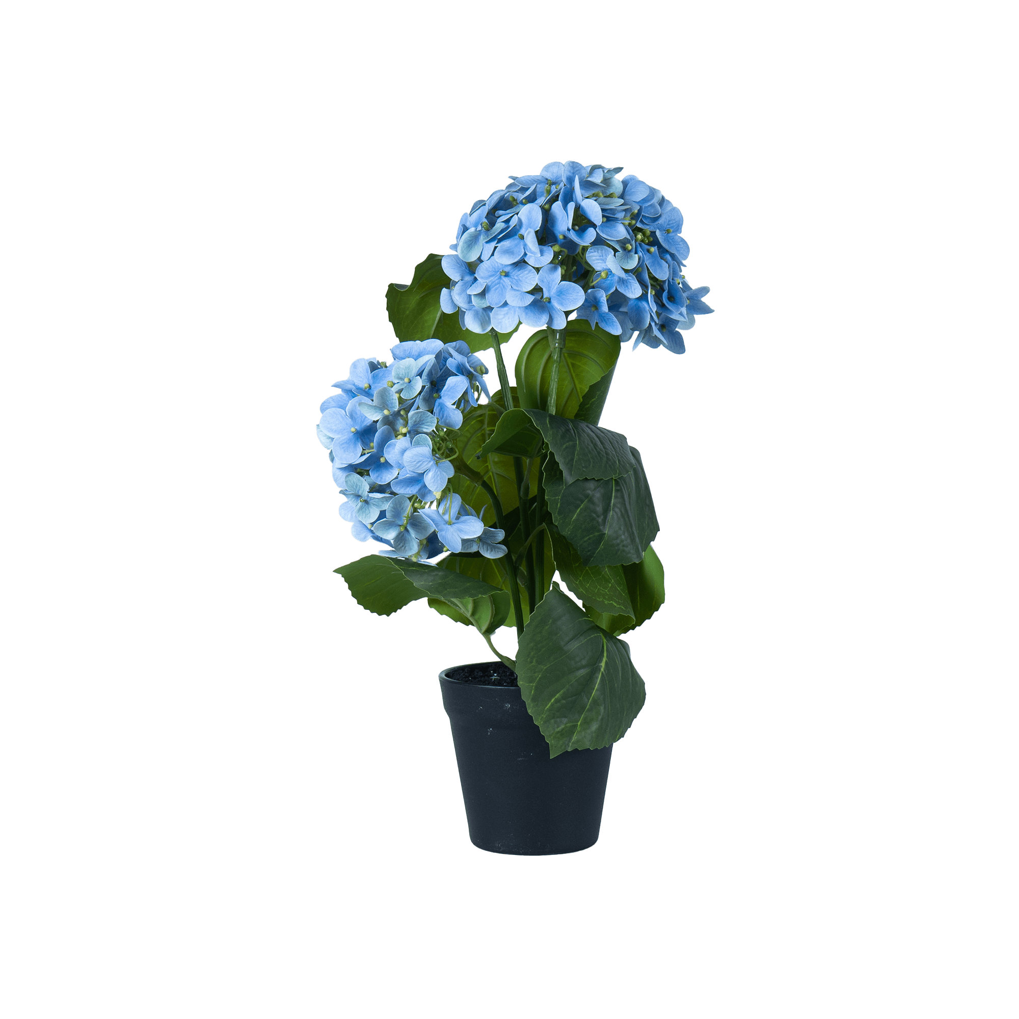 EverBloom Hydrangea Plant - The Artment