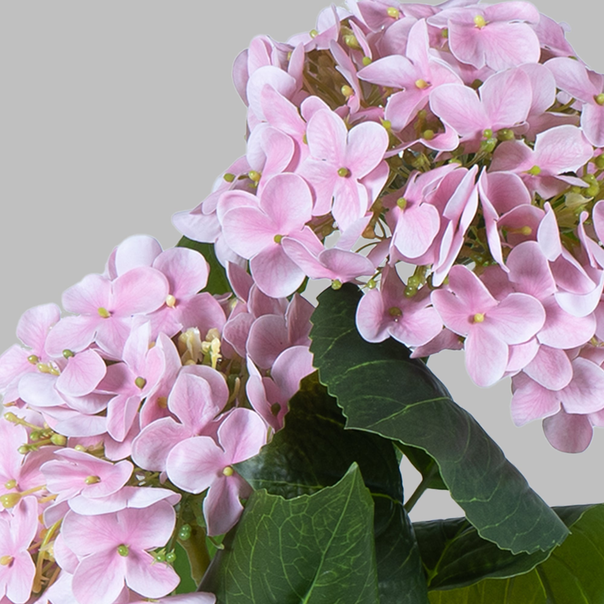EverBloom Hydrangea Plant - The Artment