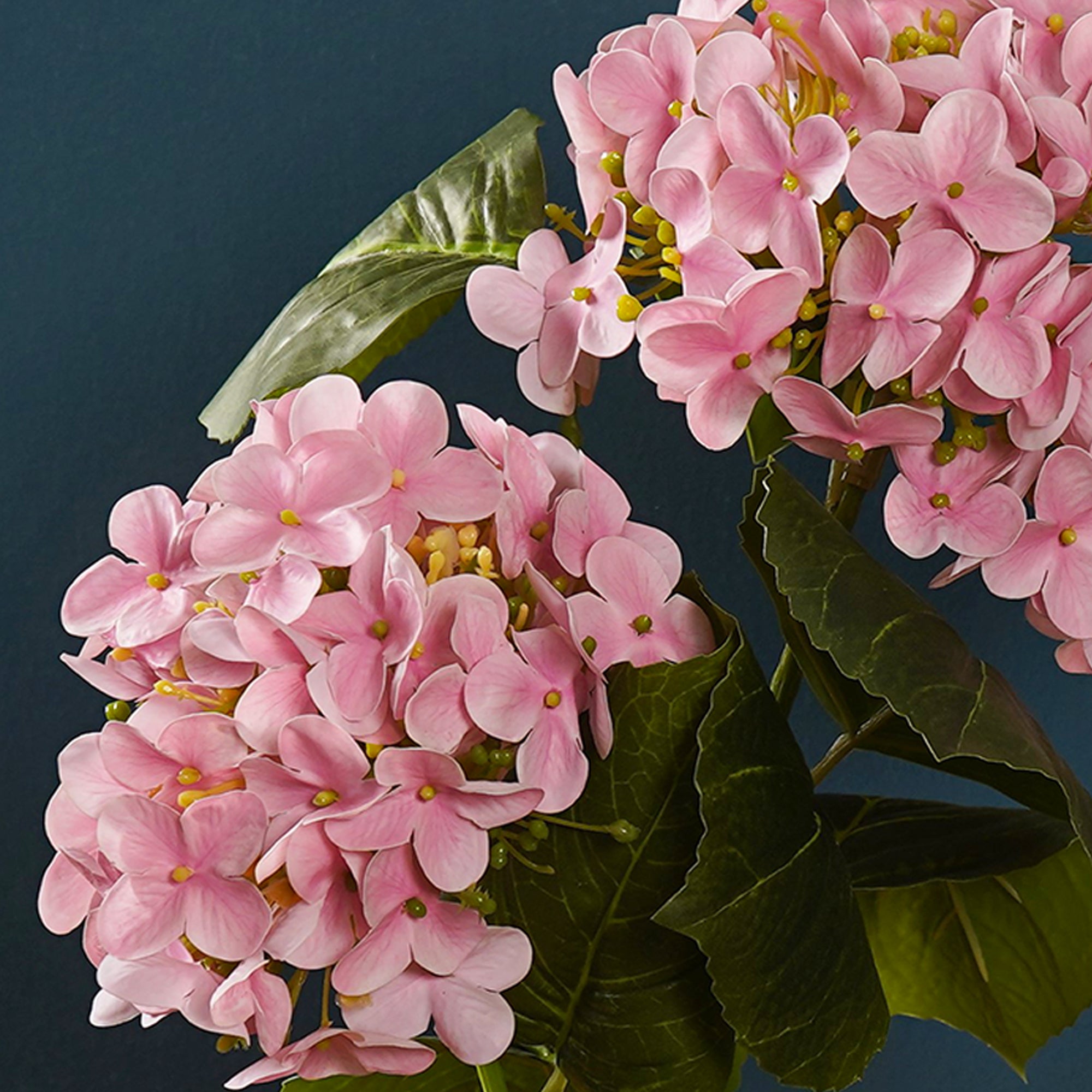 EverBloom Hydrangea Plant - The Artment