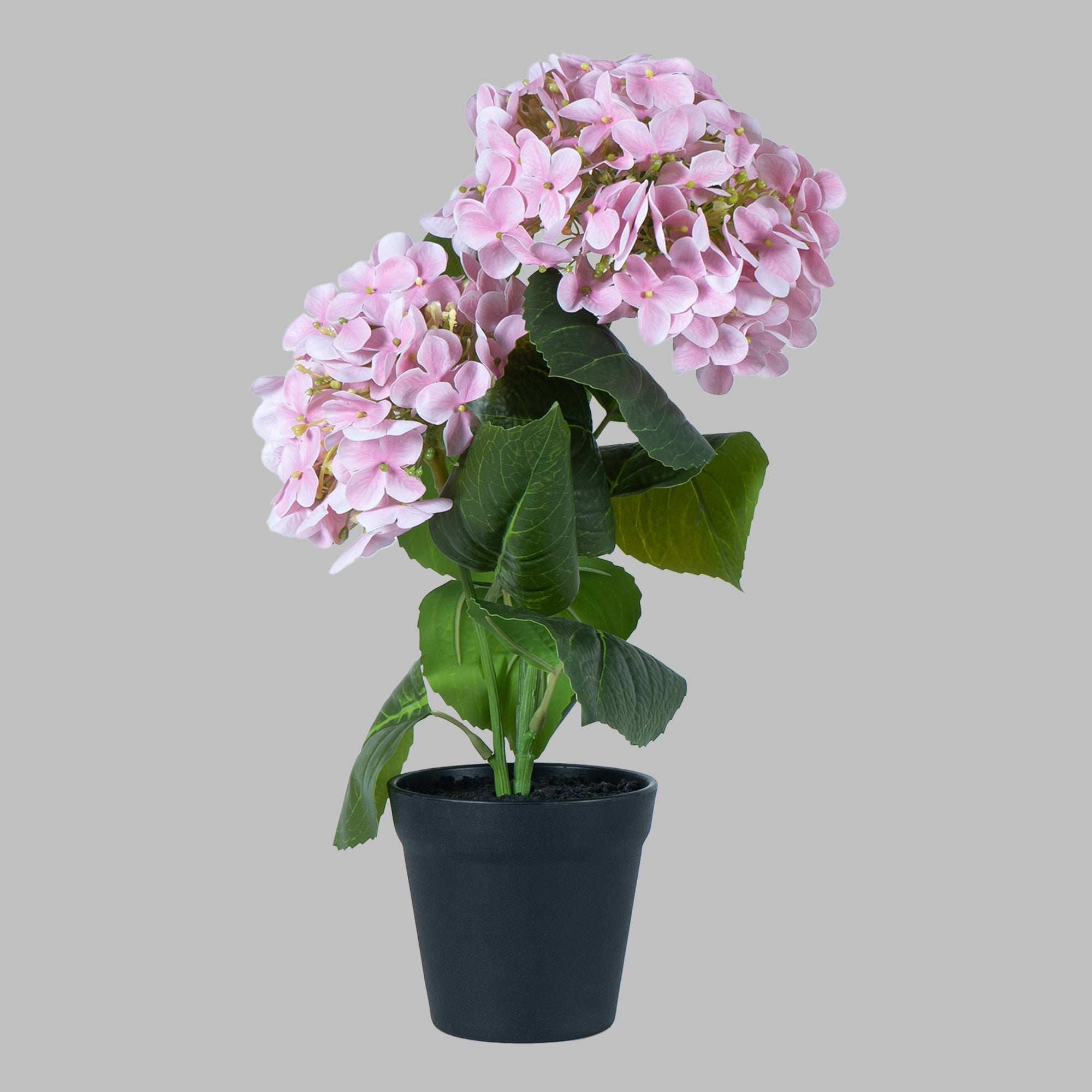 EverBloom Hydrangea Plant - The Artment