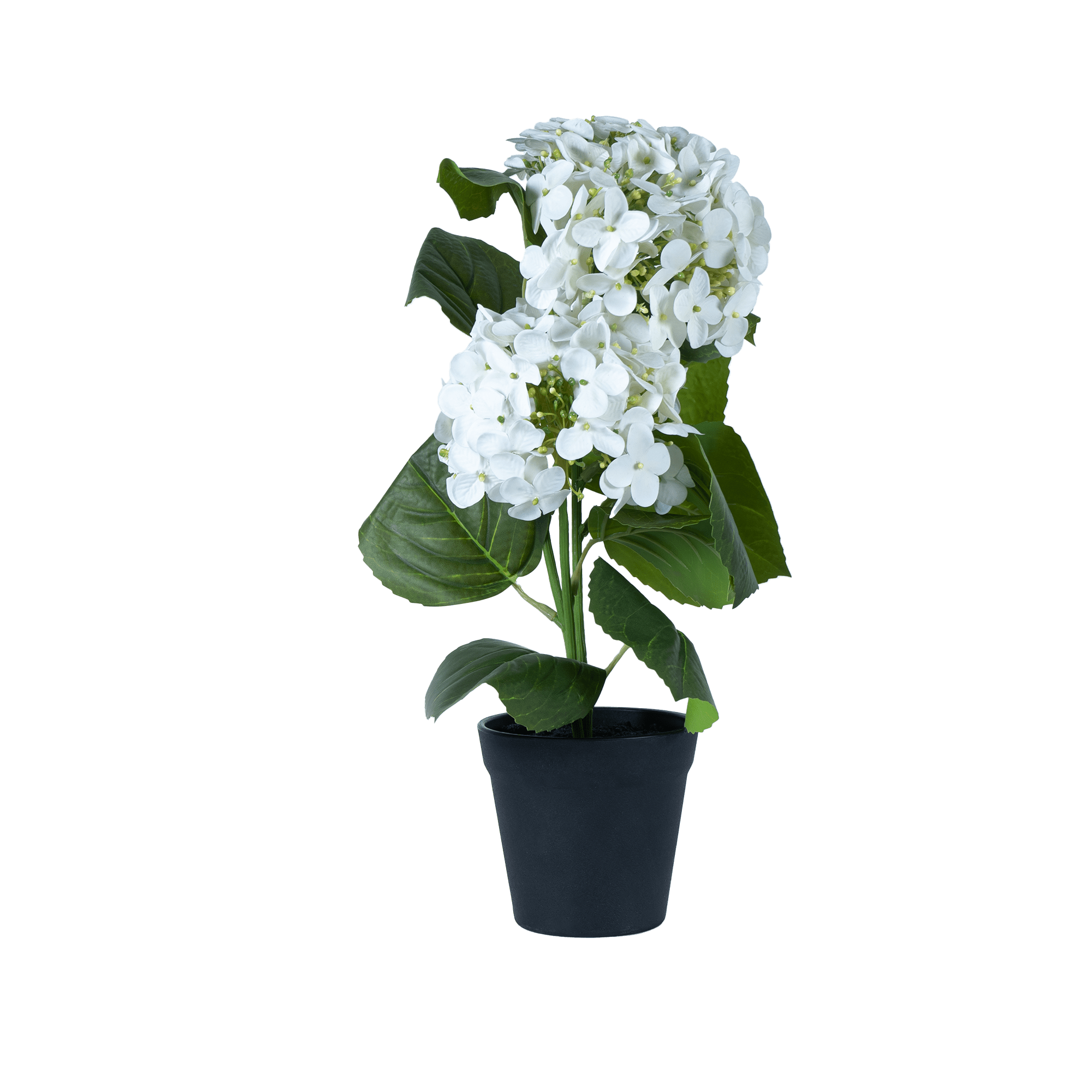 EverBloom Hydrangea Plant - The Artment