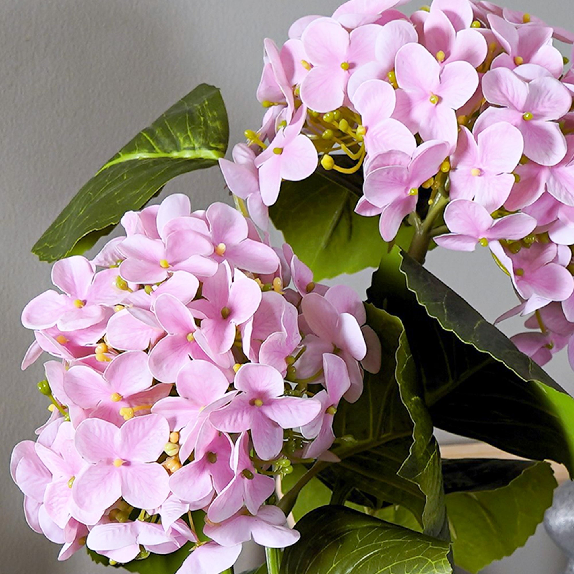 EverBloom Hydrangea Plant - The Artment