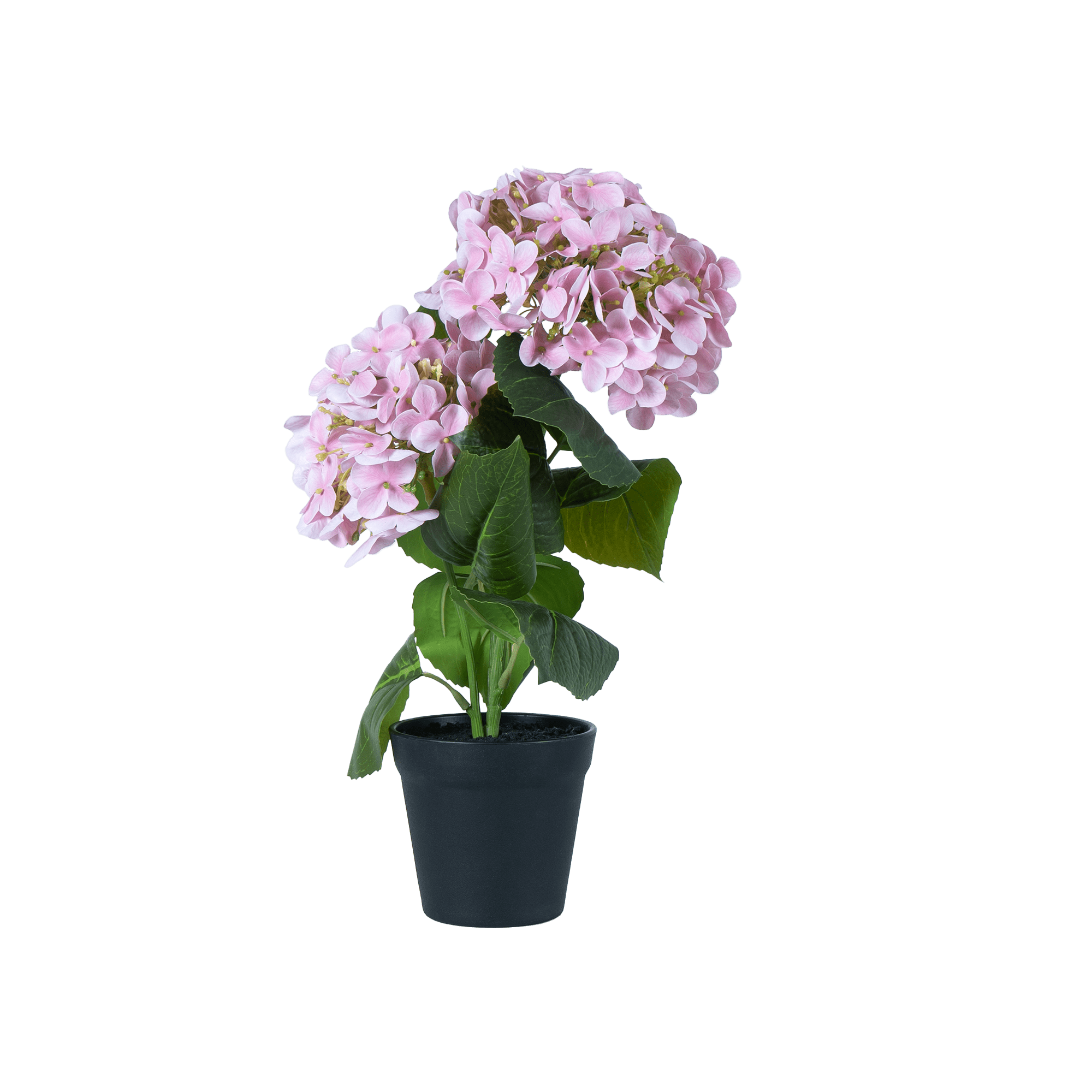 EverBloom Hydrangea Plant - The Artment