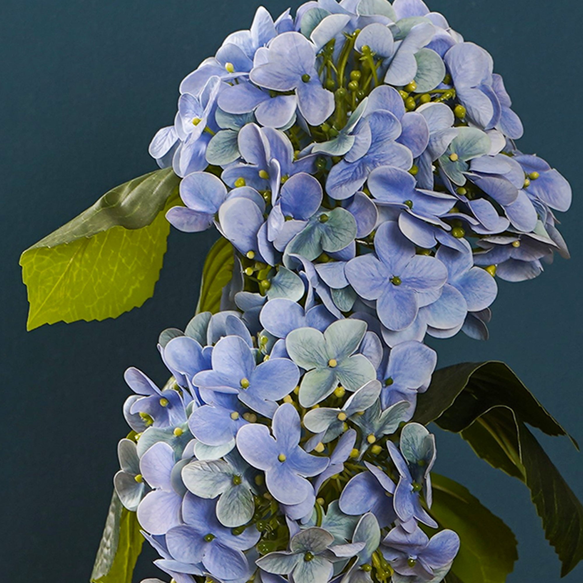 EverBloom Hydrangea Plant - The Artment
