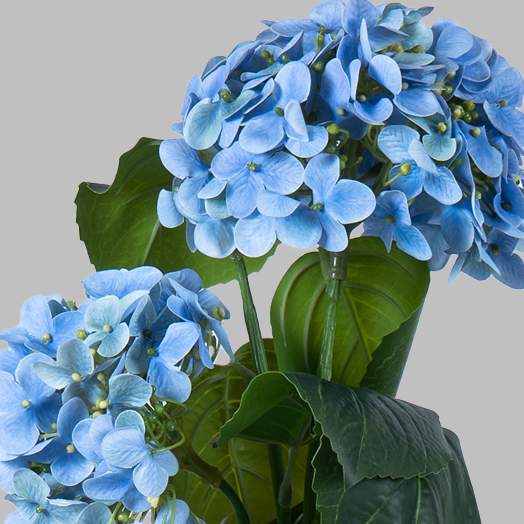 EverBloom Hydrangea Plant - The Artment
