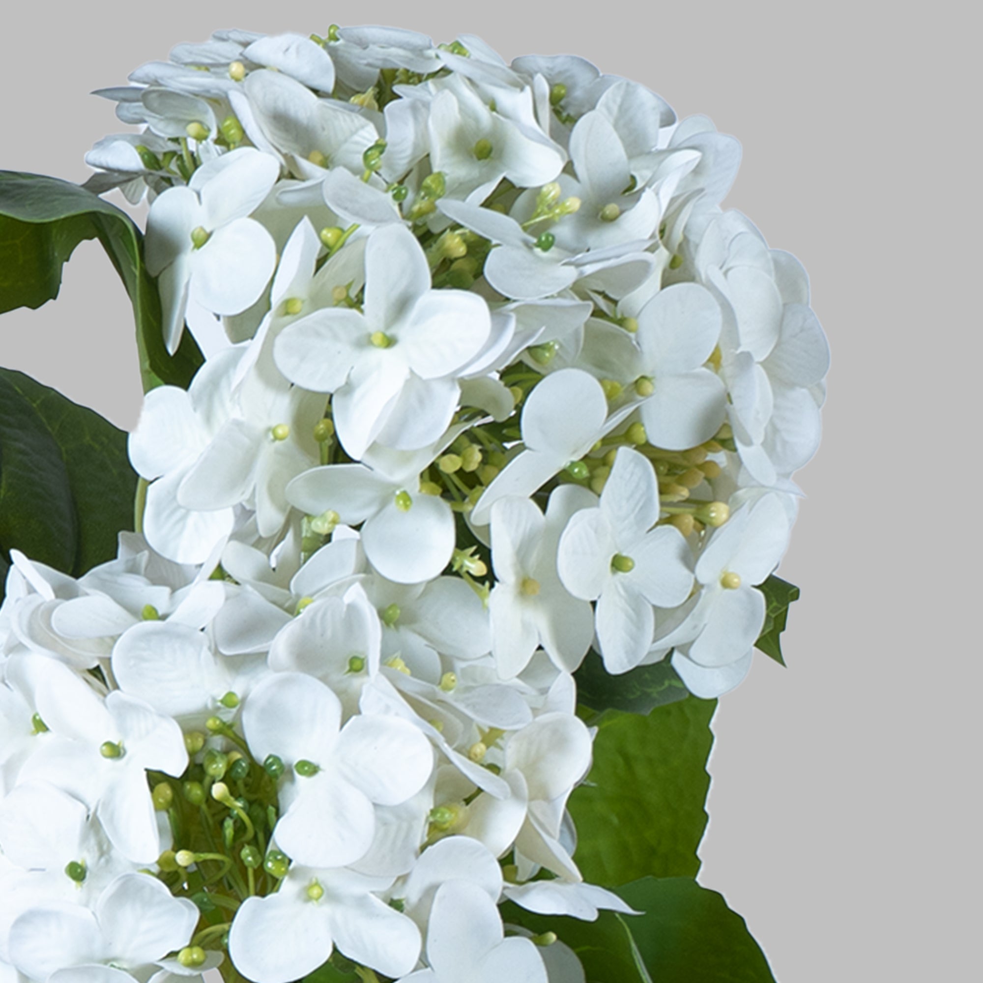 EverBloom Hydrangea Plant - The Artment