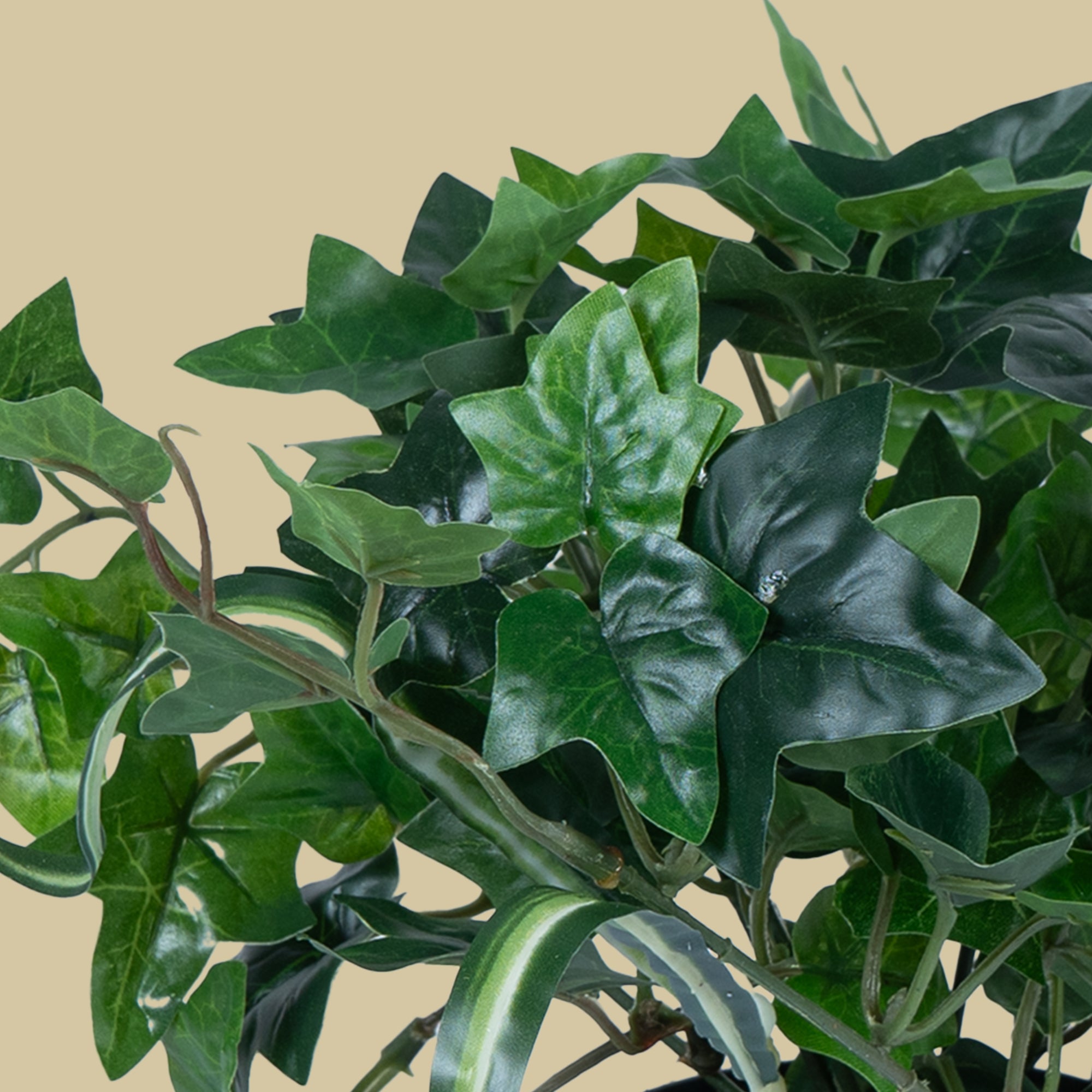 EverIvy plant - The Artment