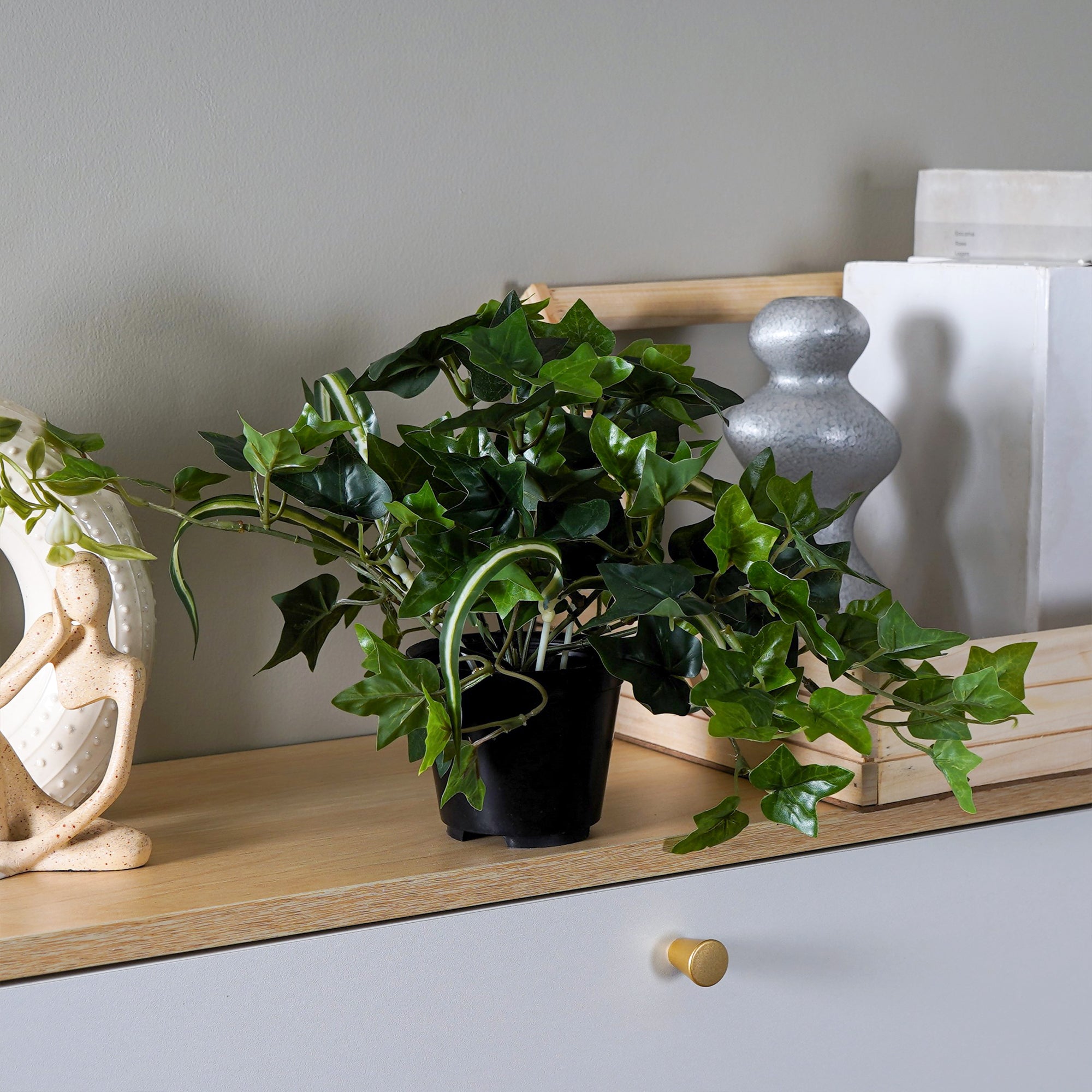 EverIvy plant - The Artment