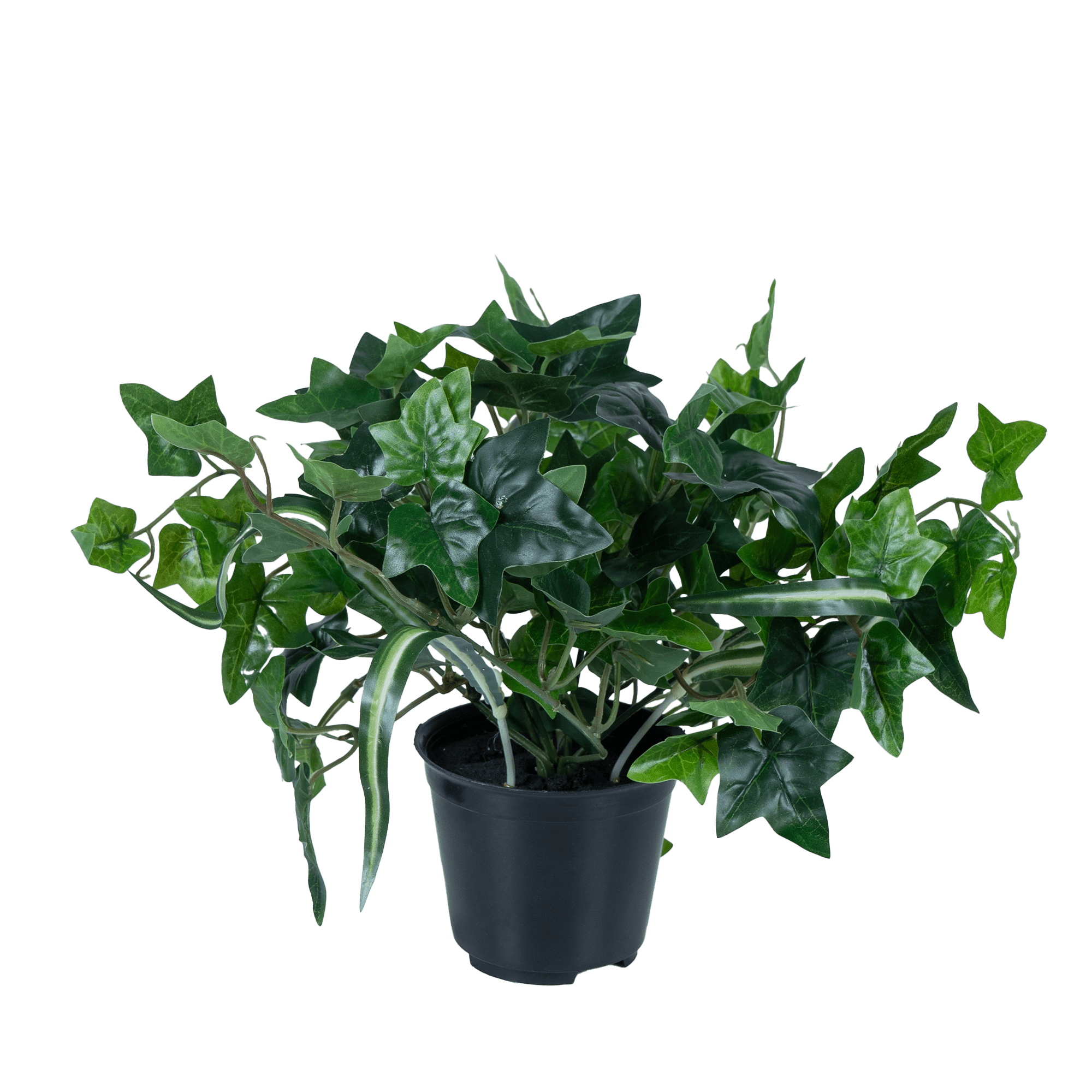 EverIvy plant - The Artment