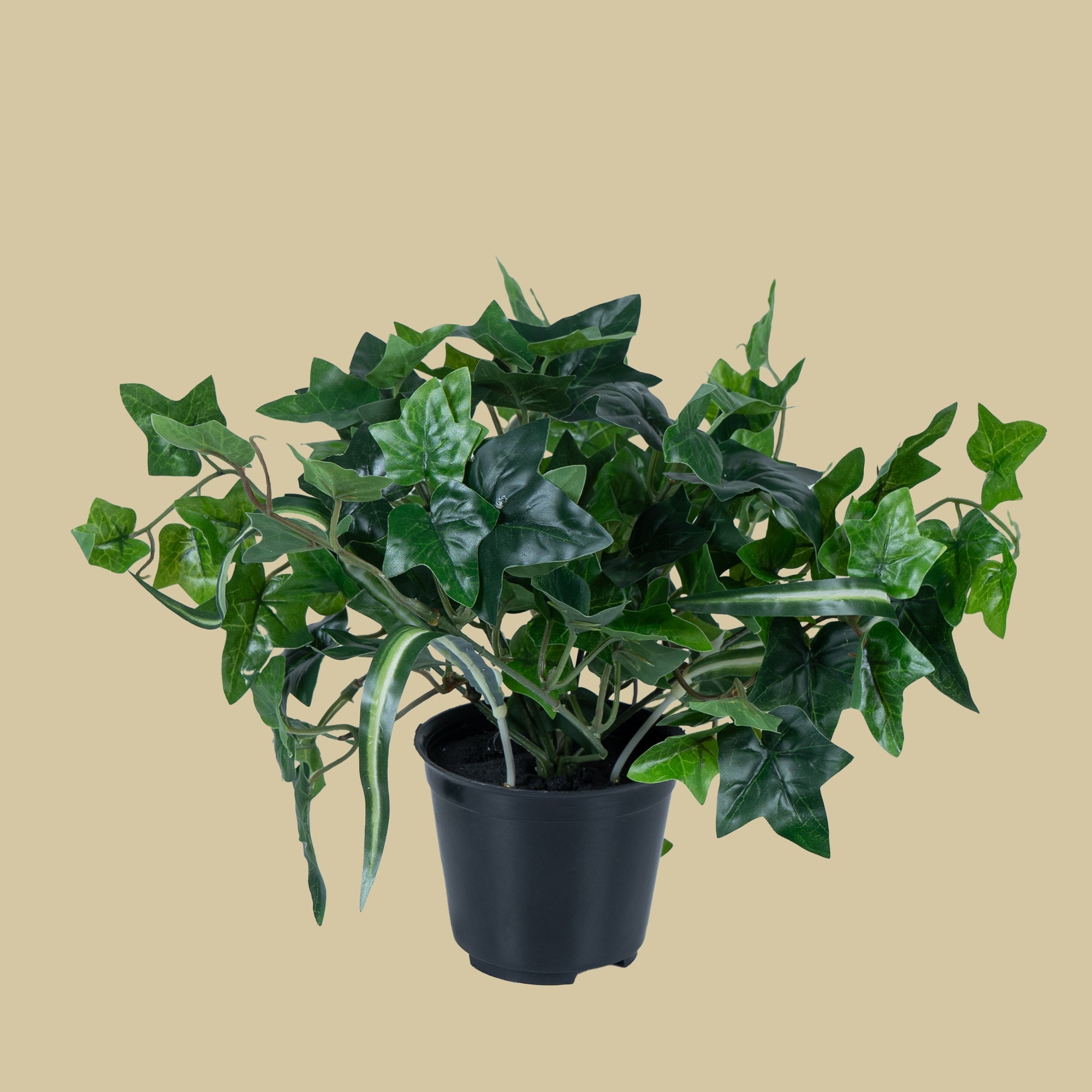 EverIvy plant - The Artment