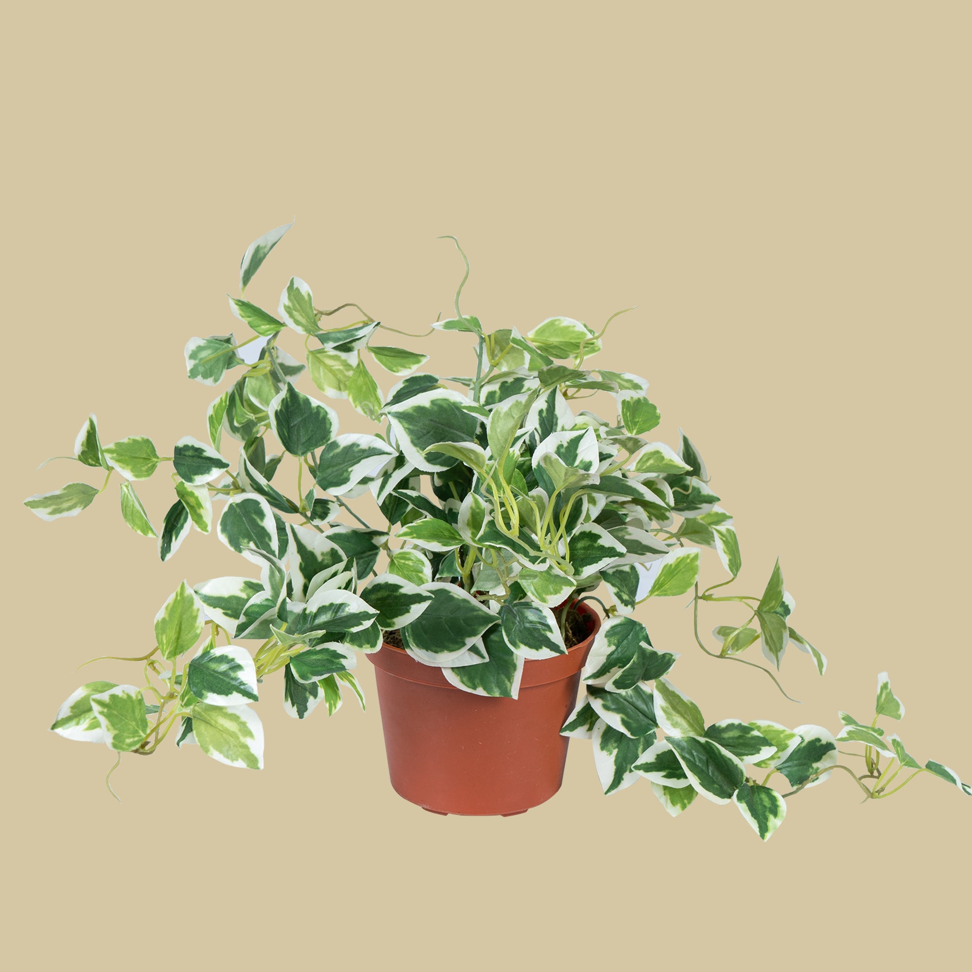 EverPothos plant - The Artment