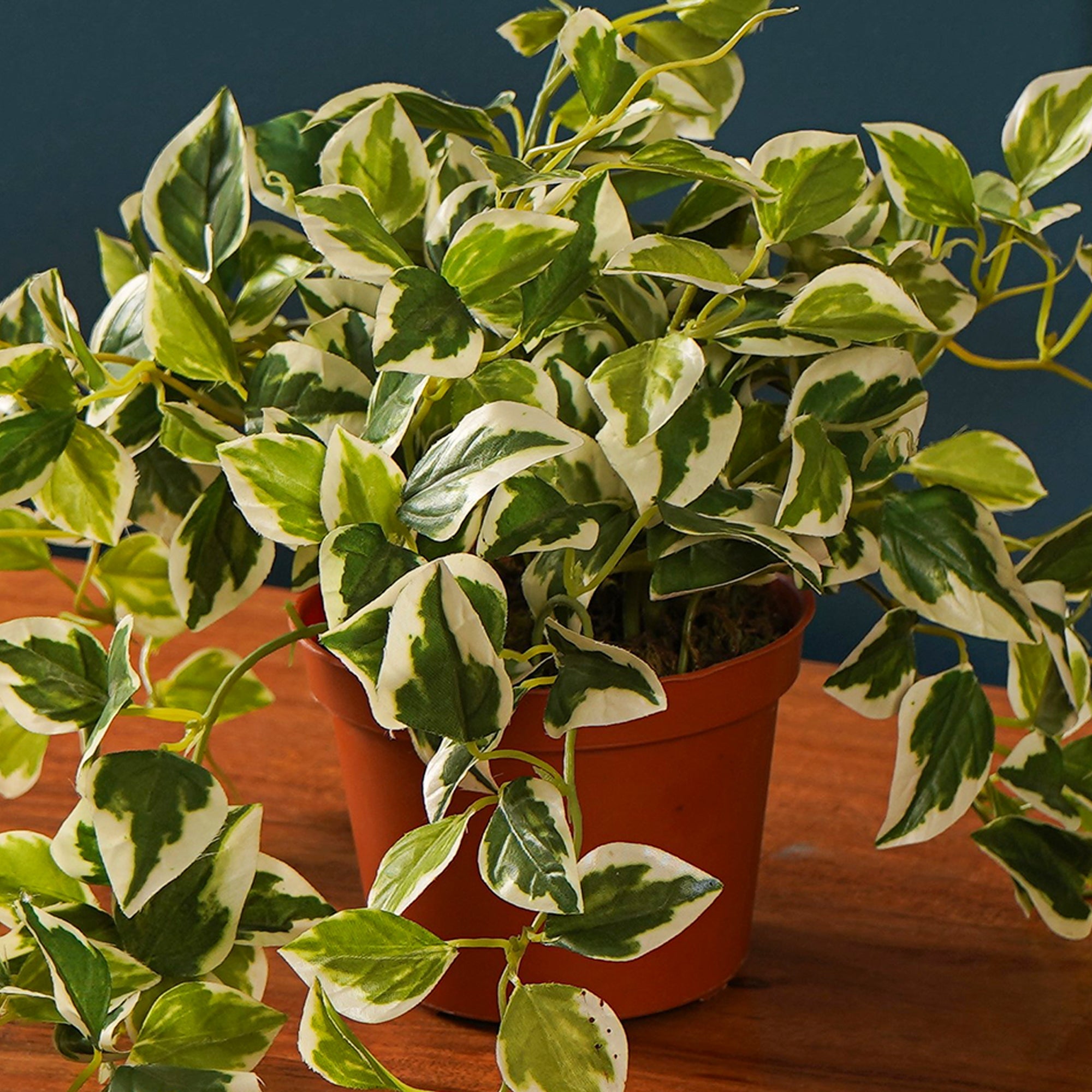 EverPothos plant - The Artment
