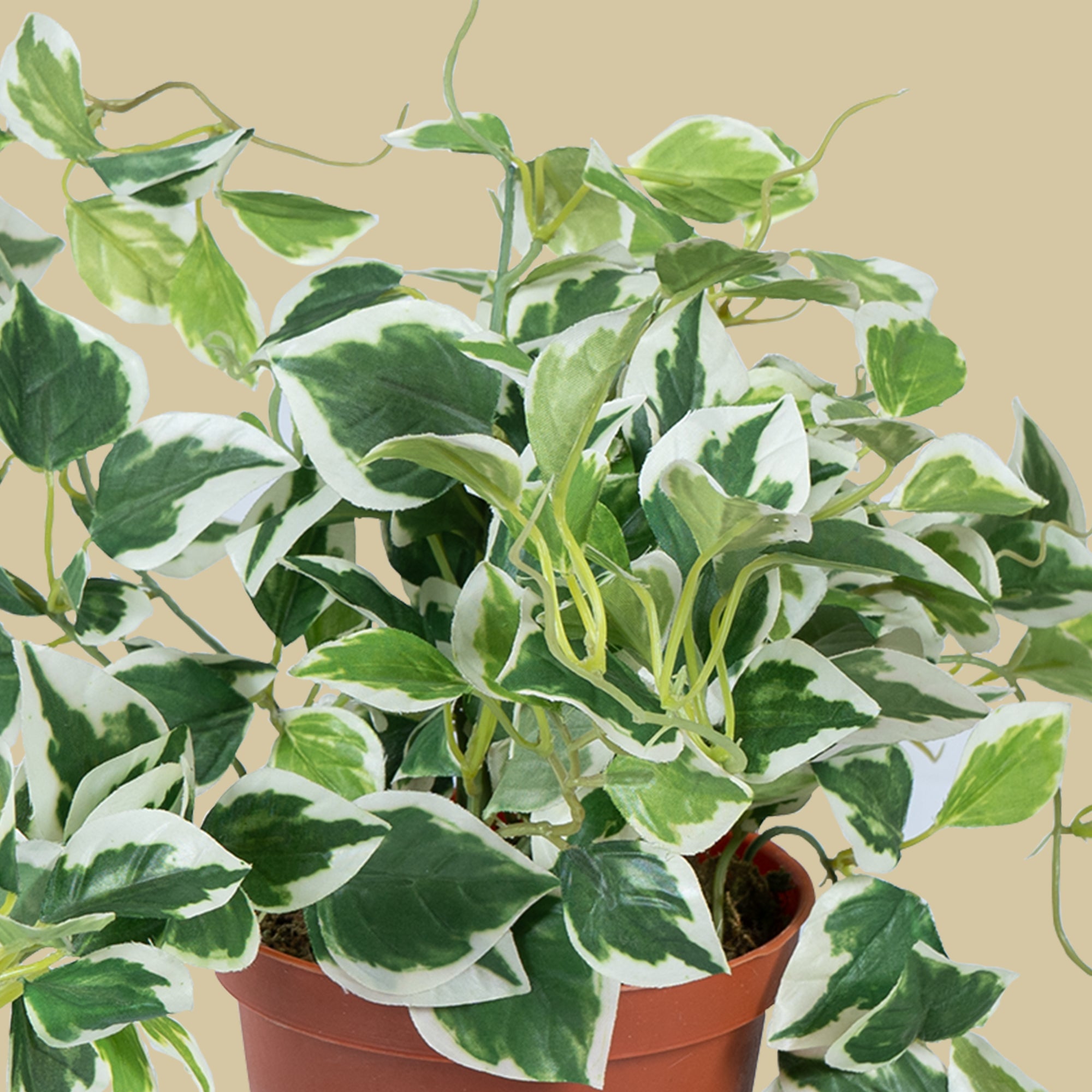 EverPothos plant - The Artment