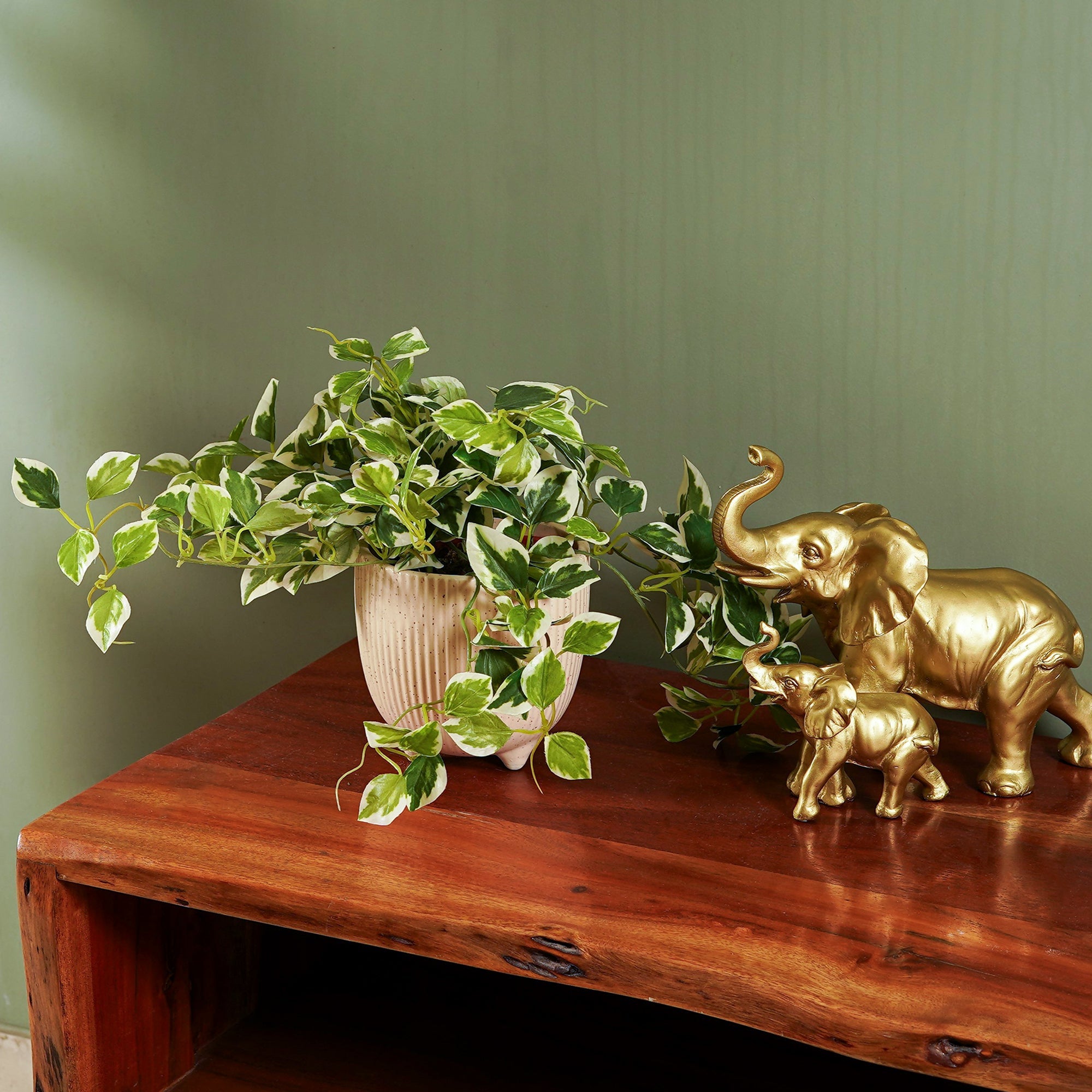 EverPothos plant - The Artment