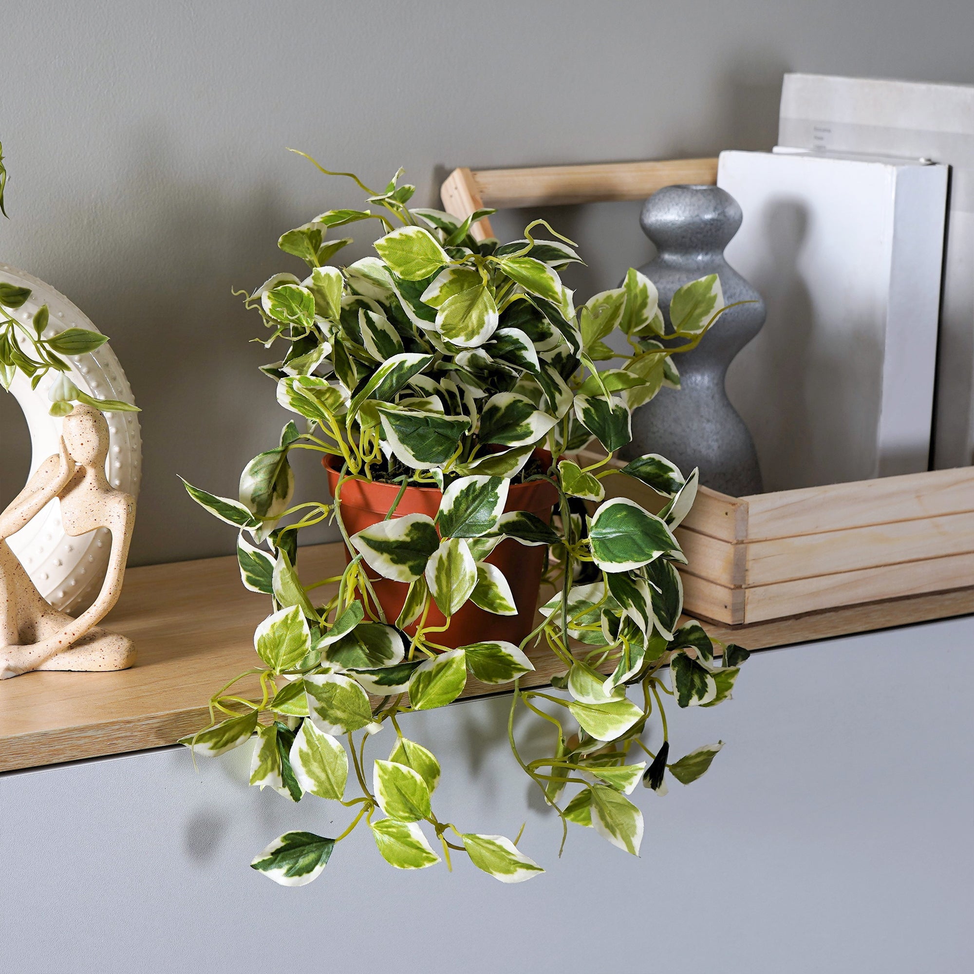 EverPothos plant - The Artment