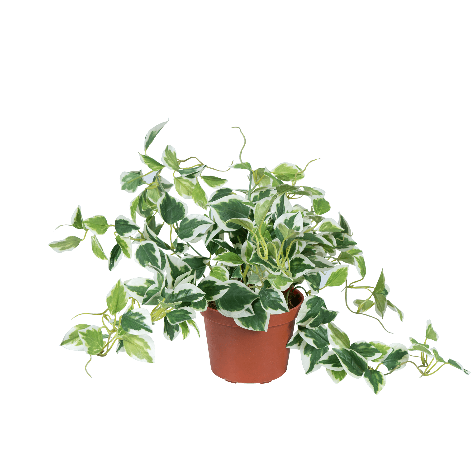 EverPothos plant - The Artment