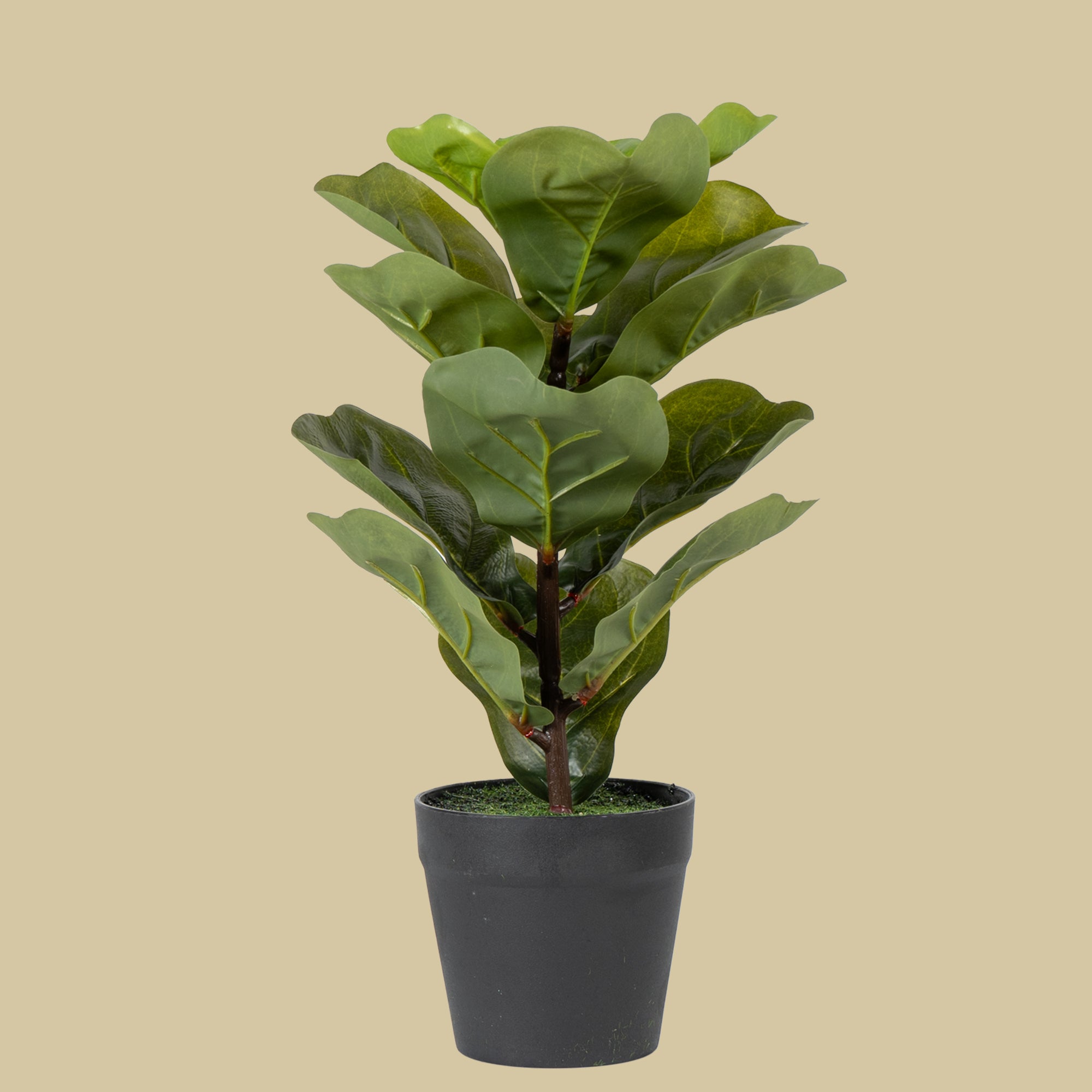 FiddleLeaf - The Artment
