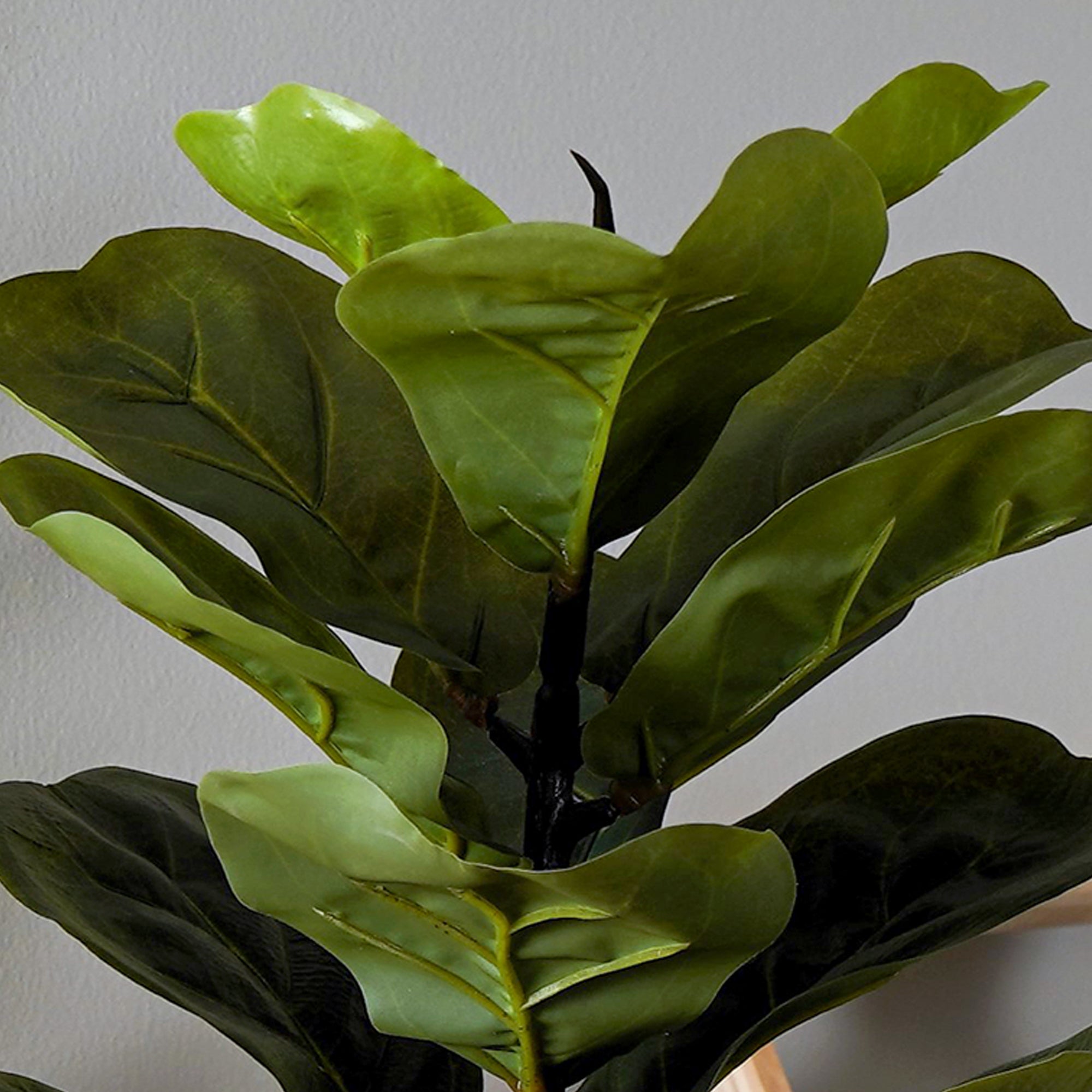 FiddleLeaf - The Artment